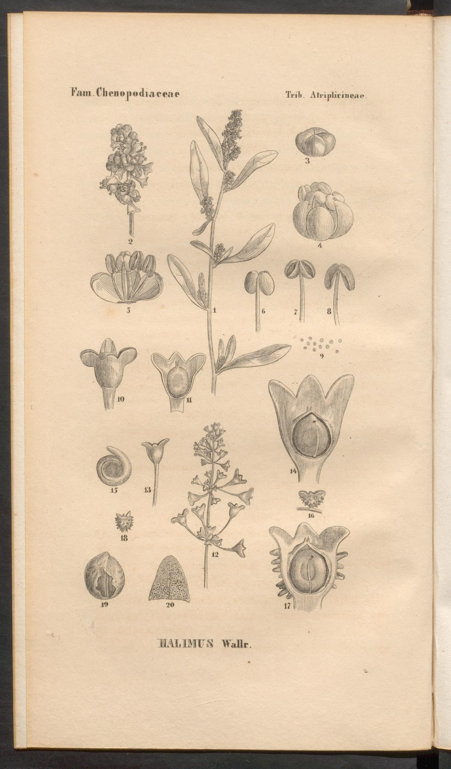 no full size  illustration available (3a)