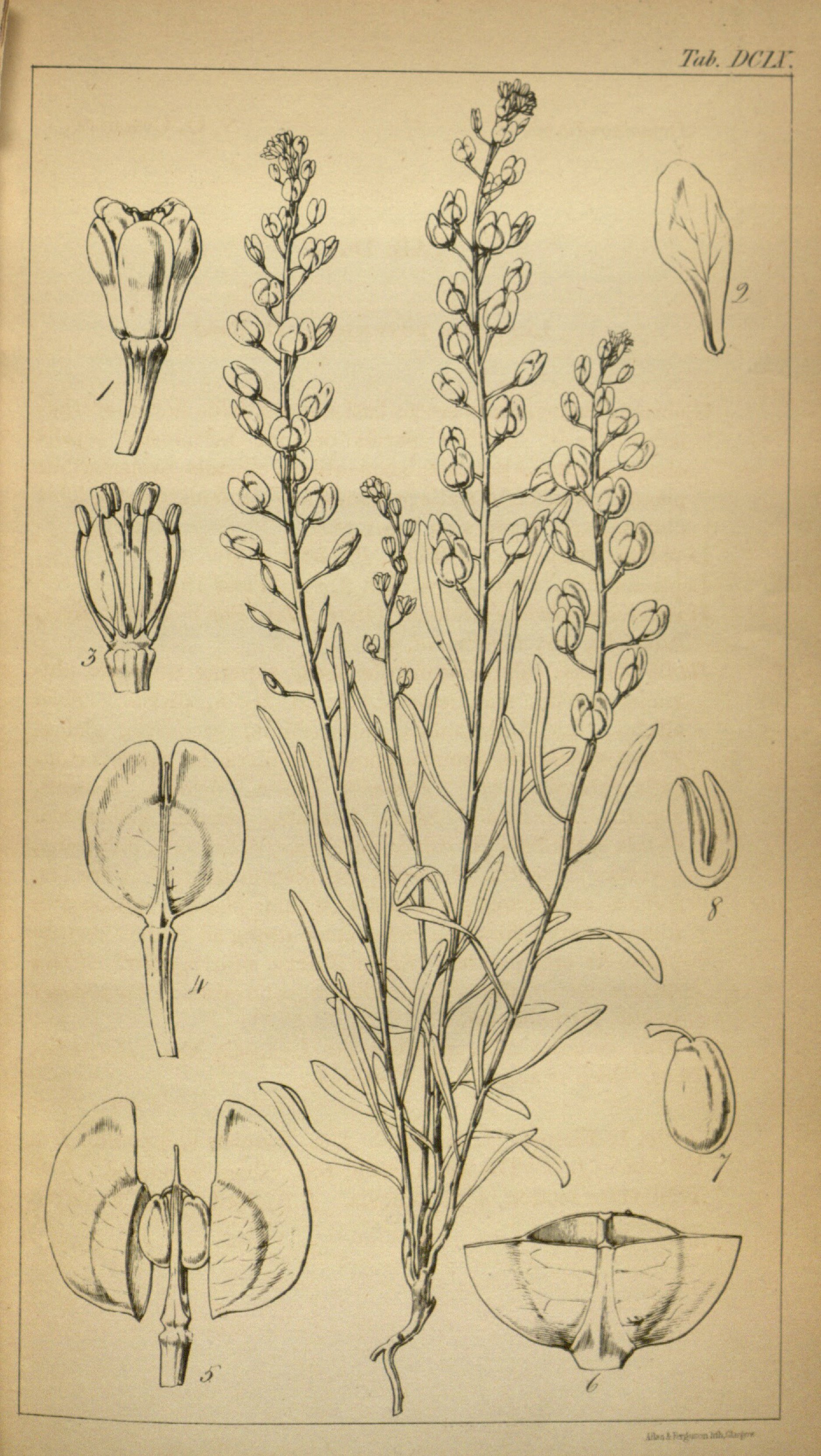 no full size  illustration available (3a)