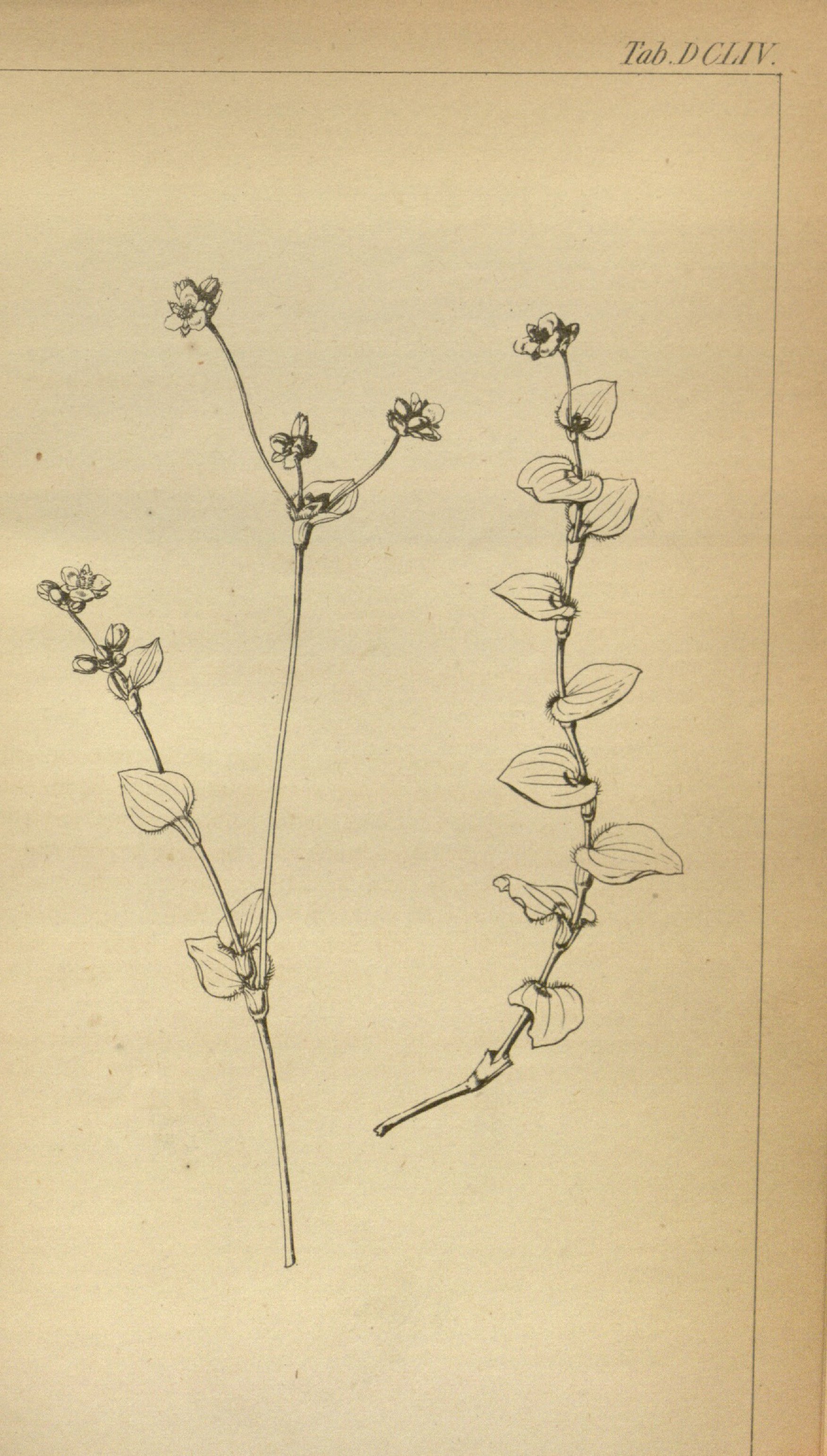 no full size  illustration available (3a)