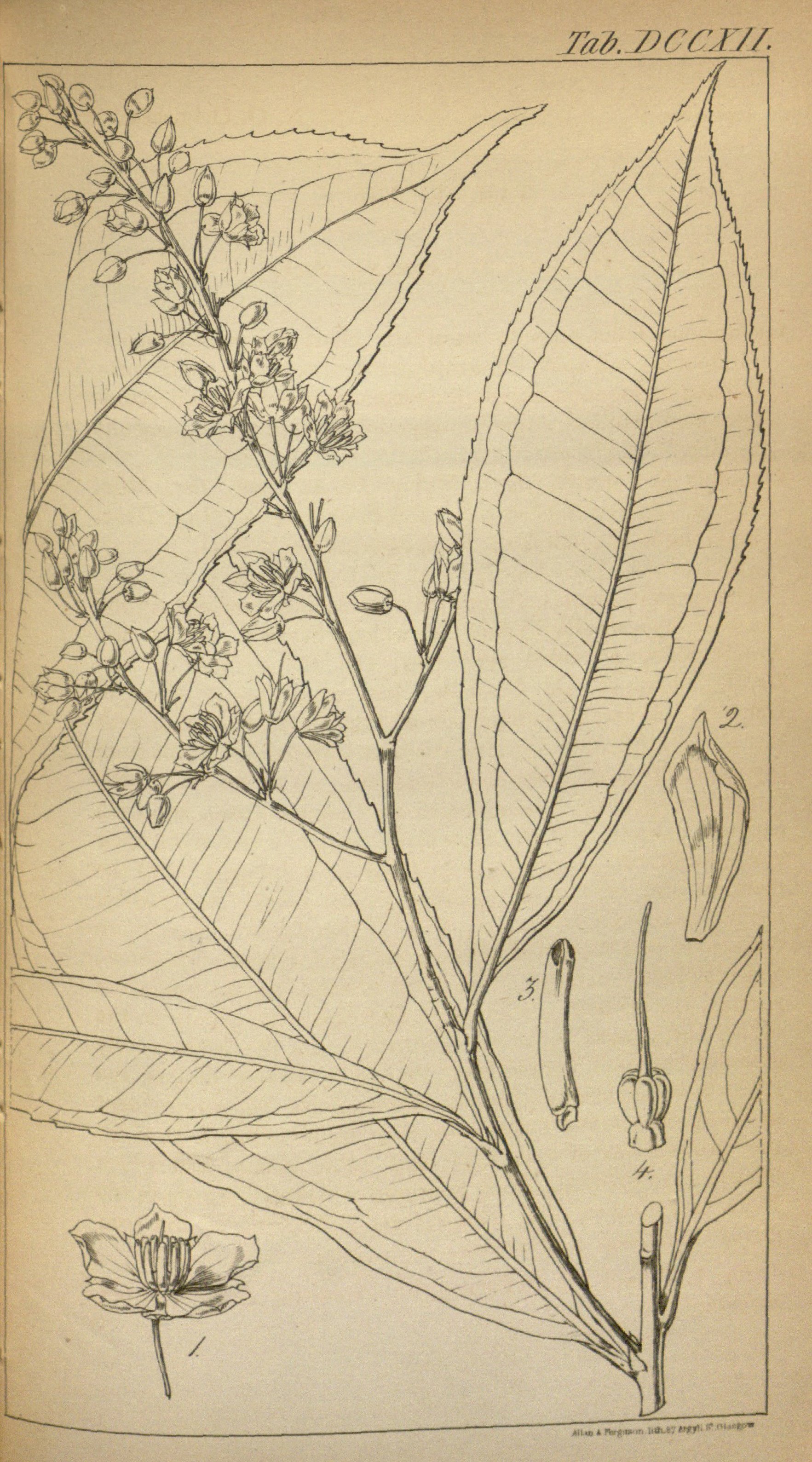 no full size  illustration available (3a)