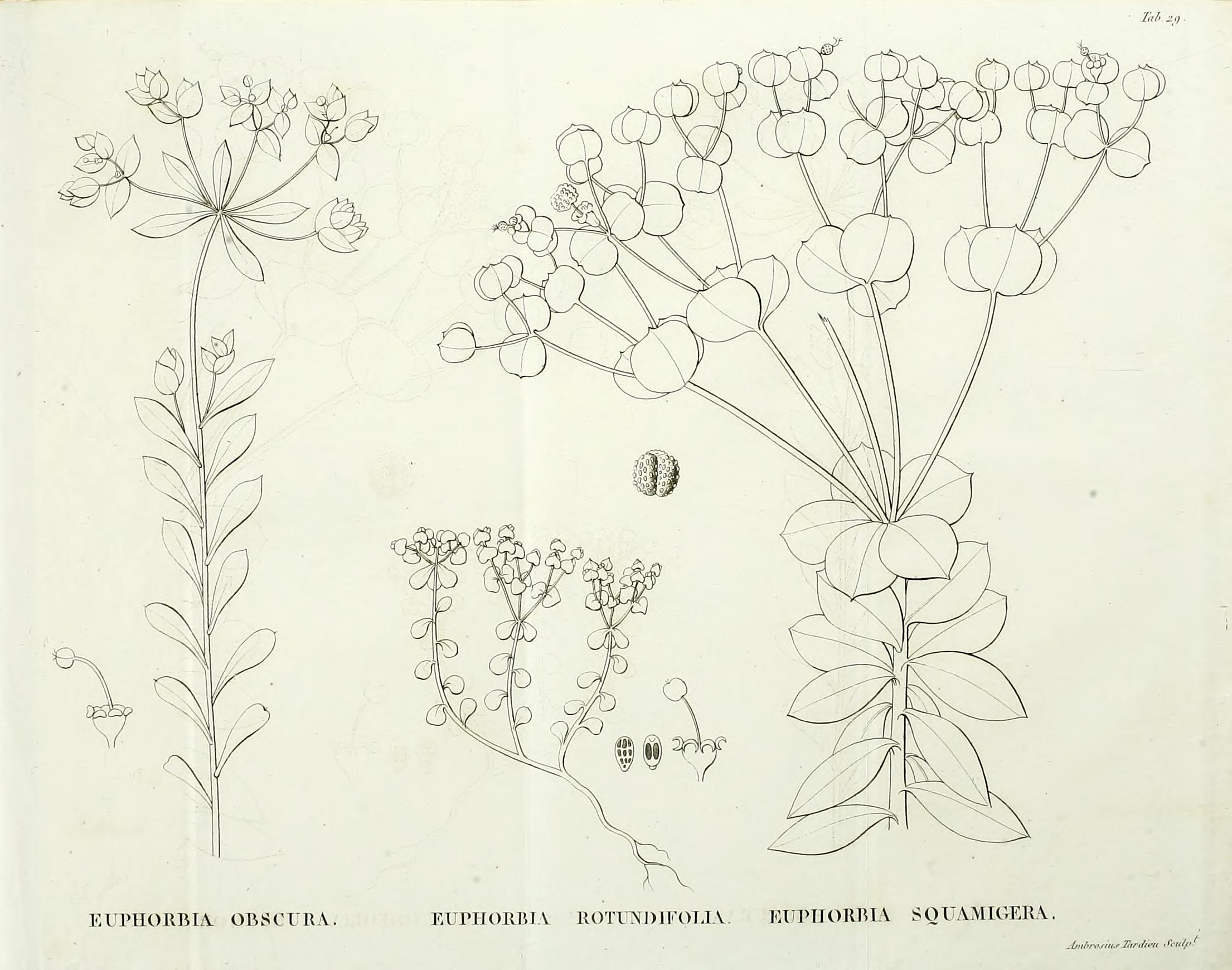 no full size  illustration available (3a)