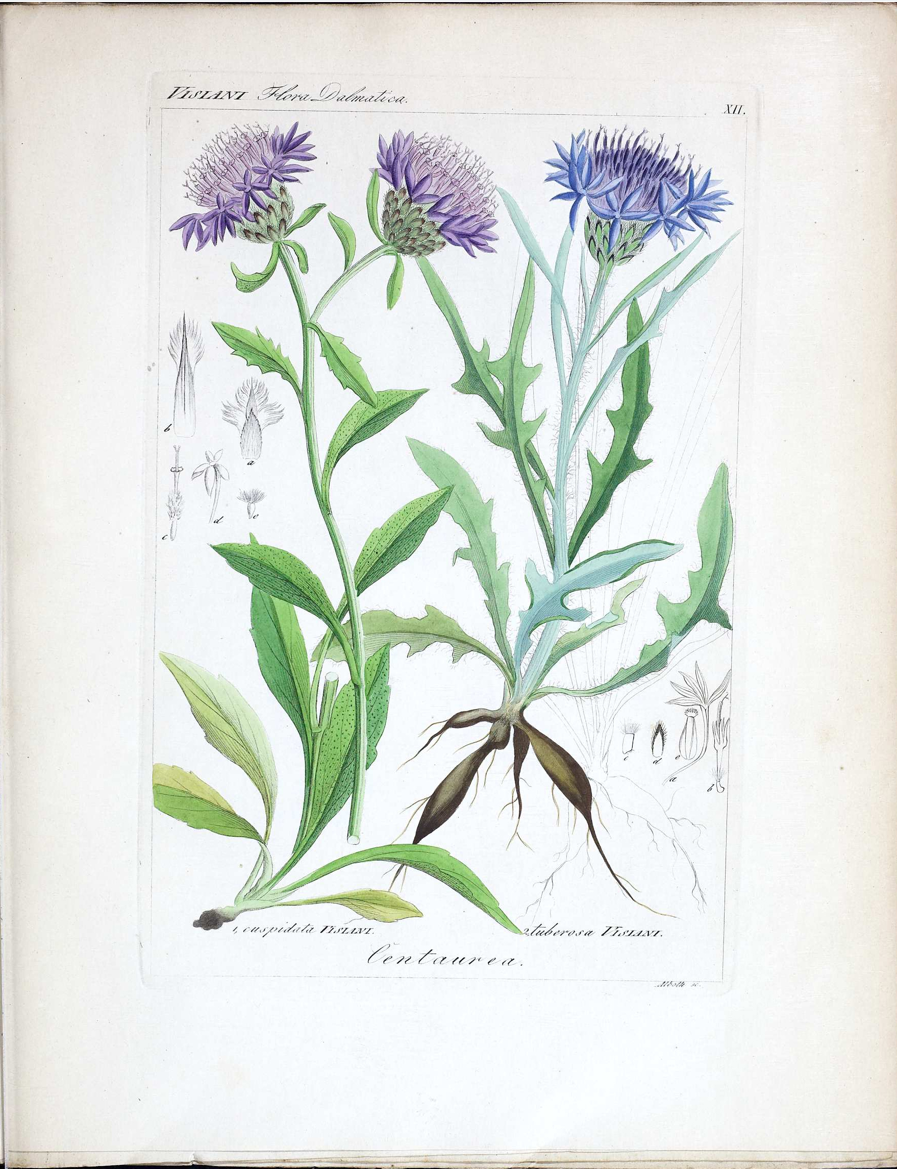 no full size  illustration available (3a)