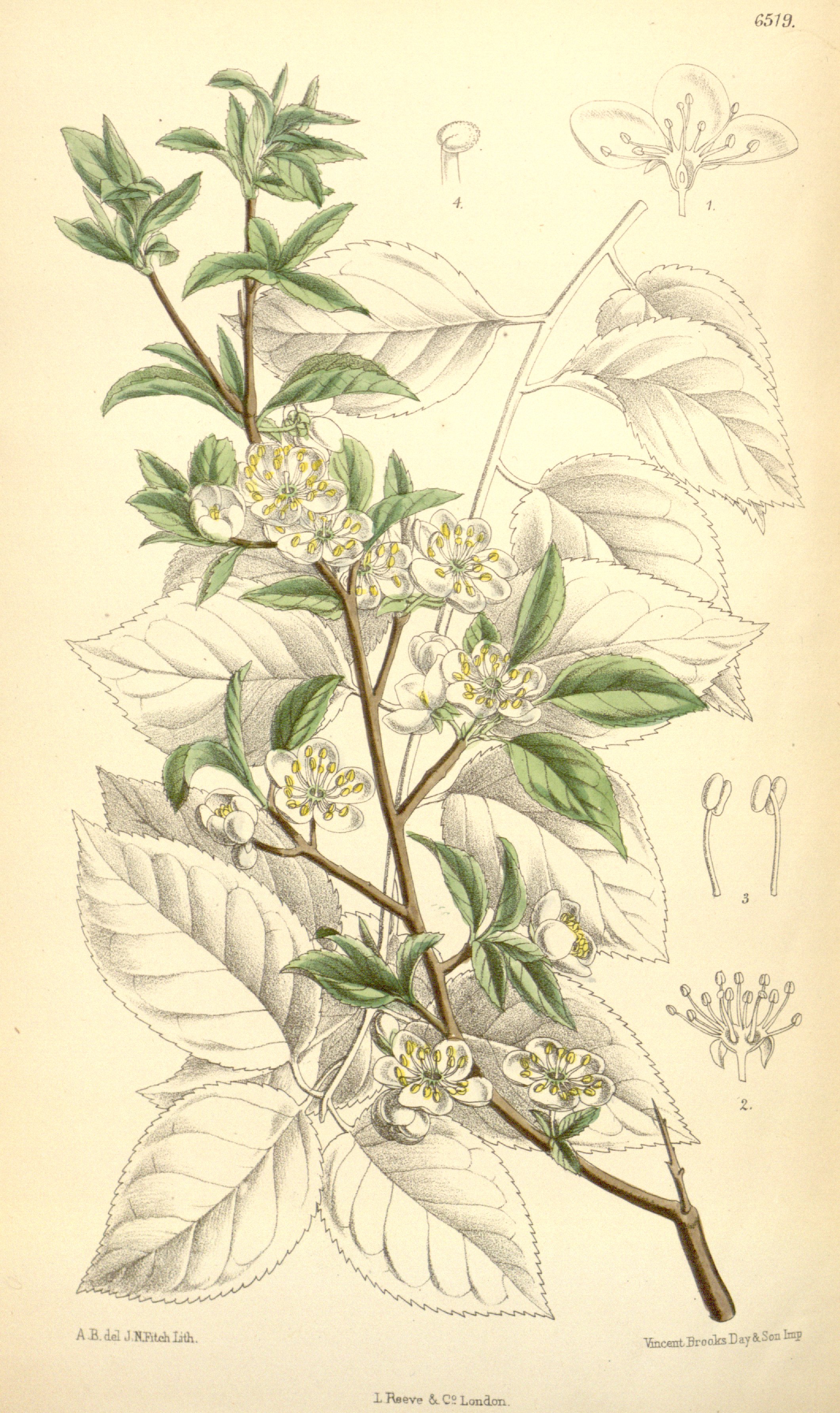 no full size  illustration available (3a)