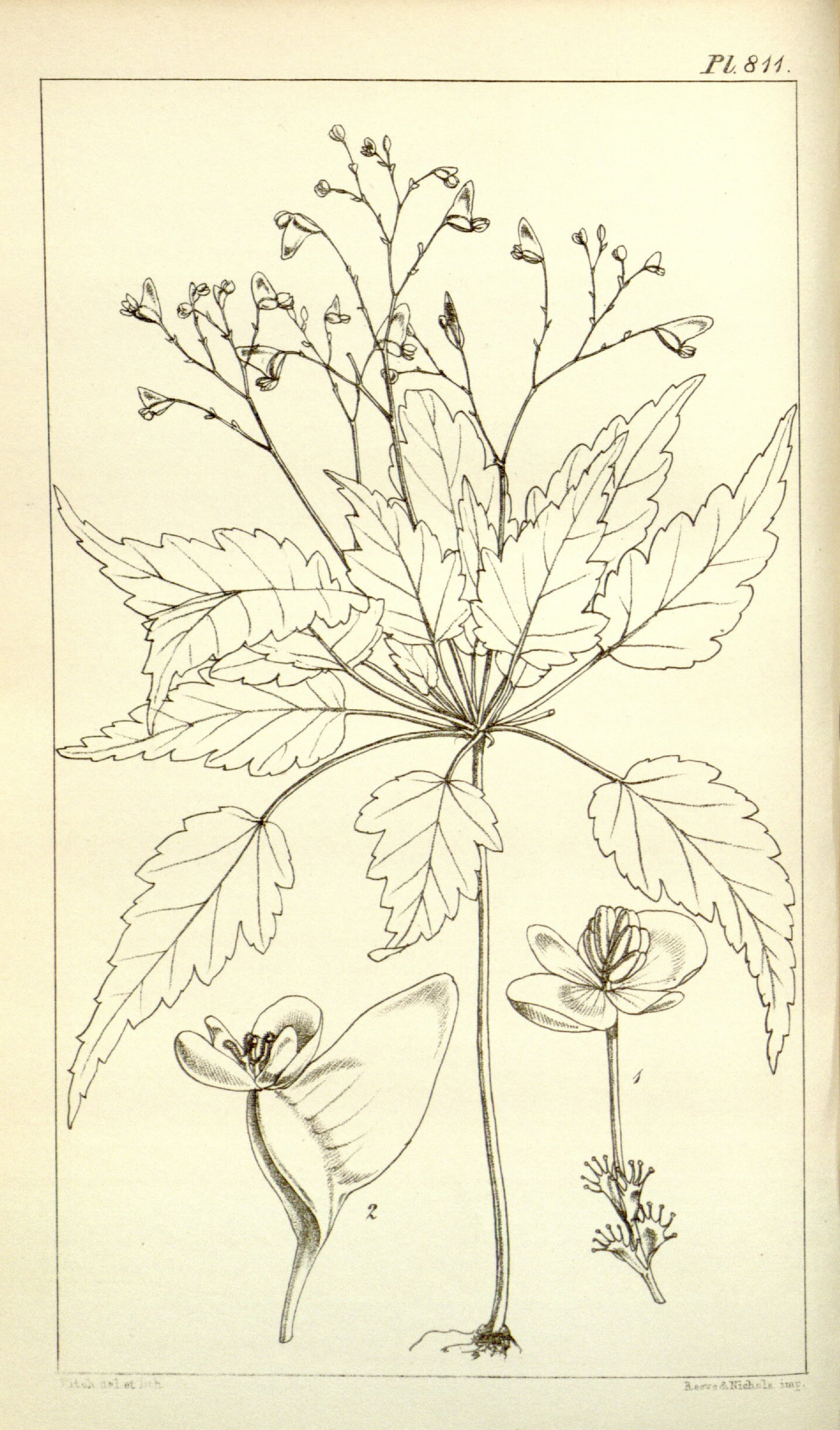 no full size  illustration available (3a)