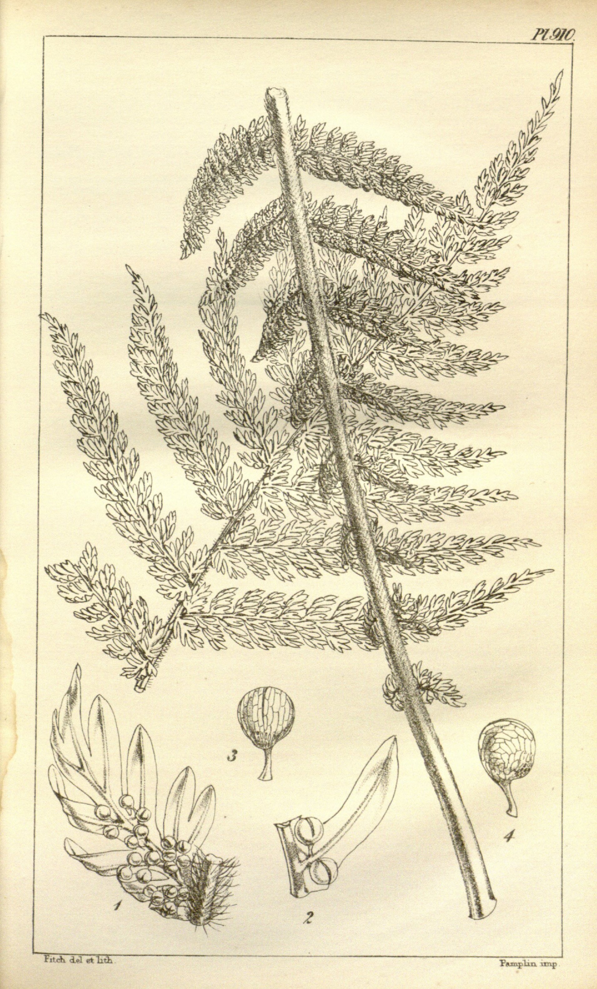 no full size  illustration available (3a)