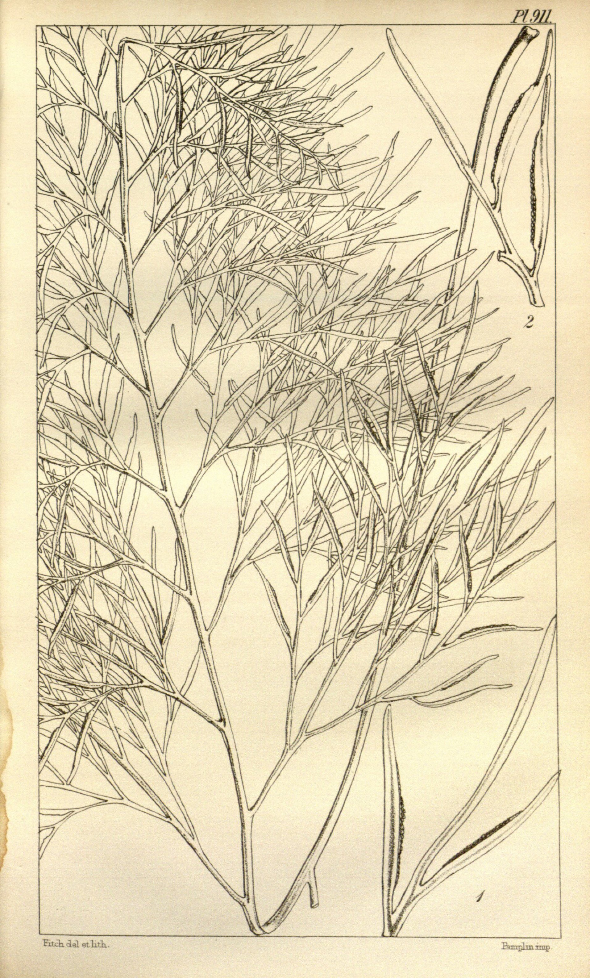 no full size  illustration available (3a)