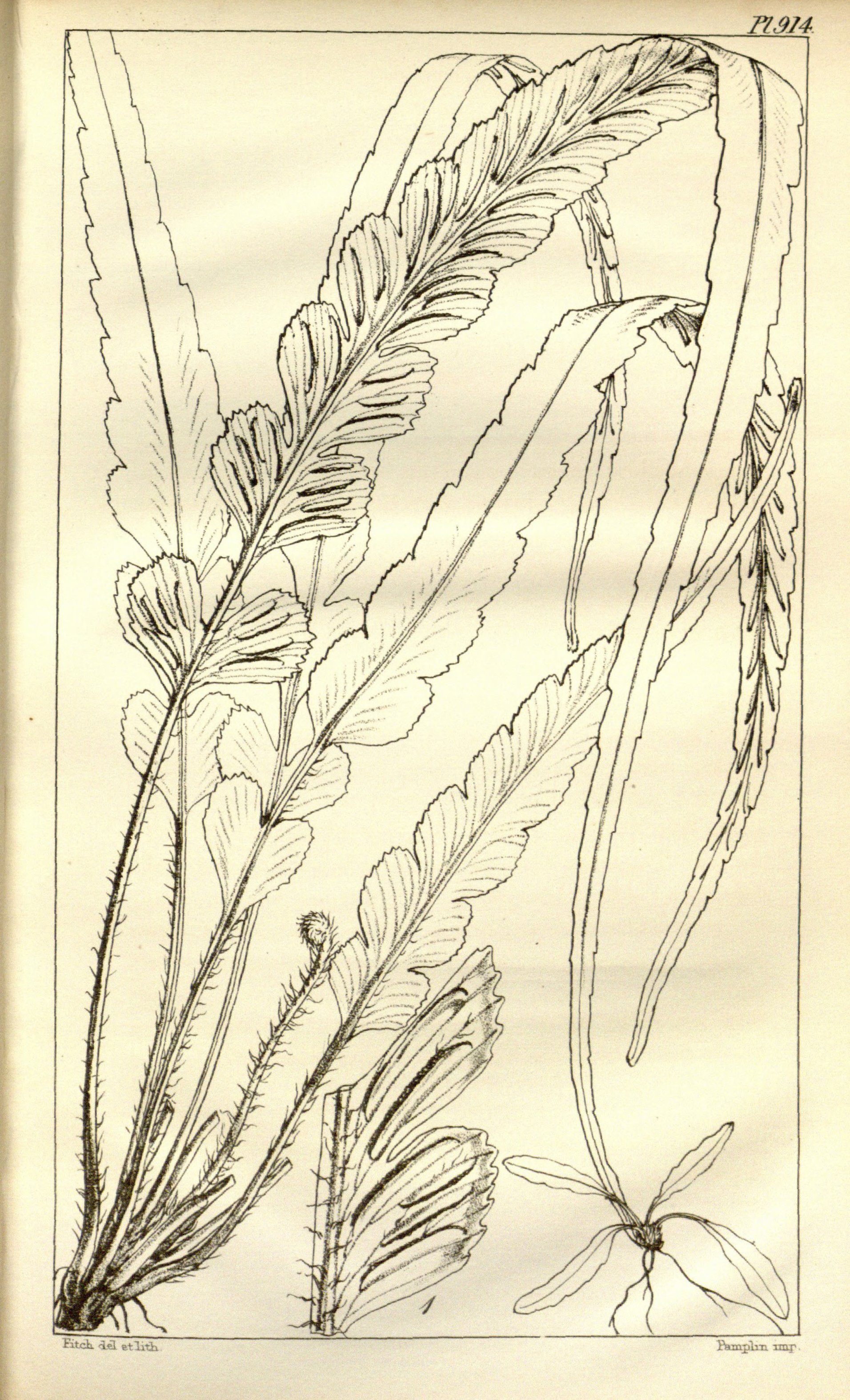 no full size  illustration available (3a)