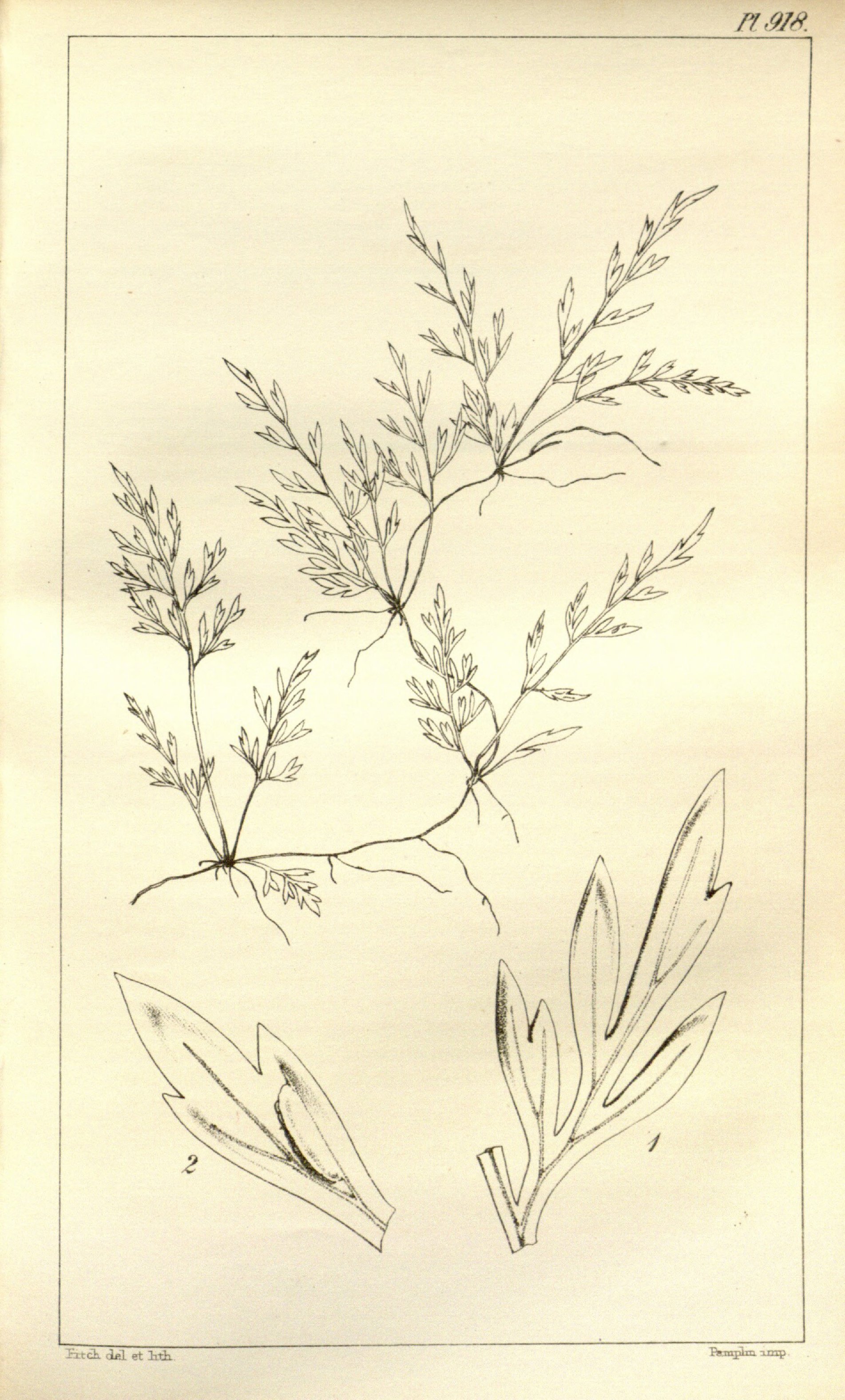 no full size  illustration available (3a)