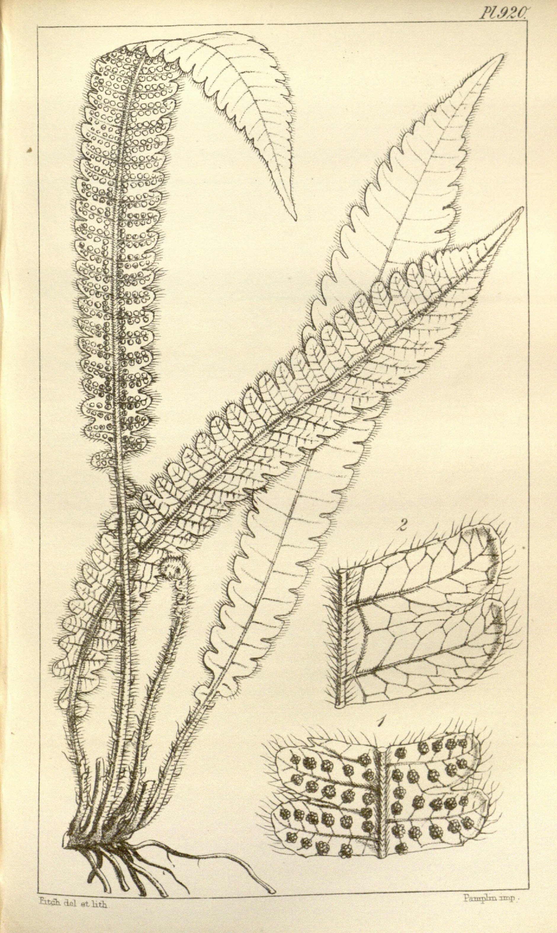 no full size  illustration available (3a)