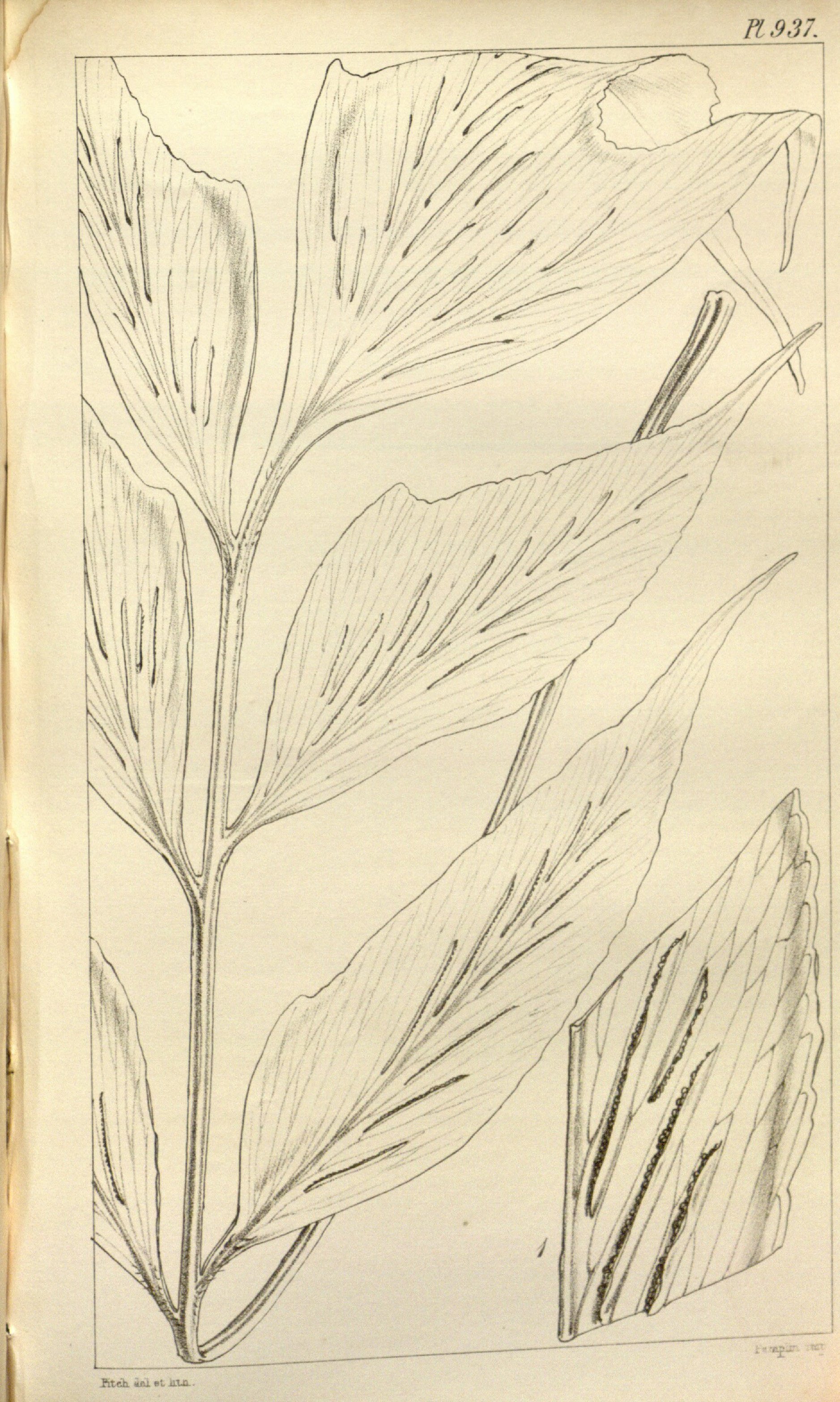 no full size  illustration available (3a)