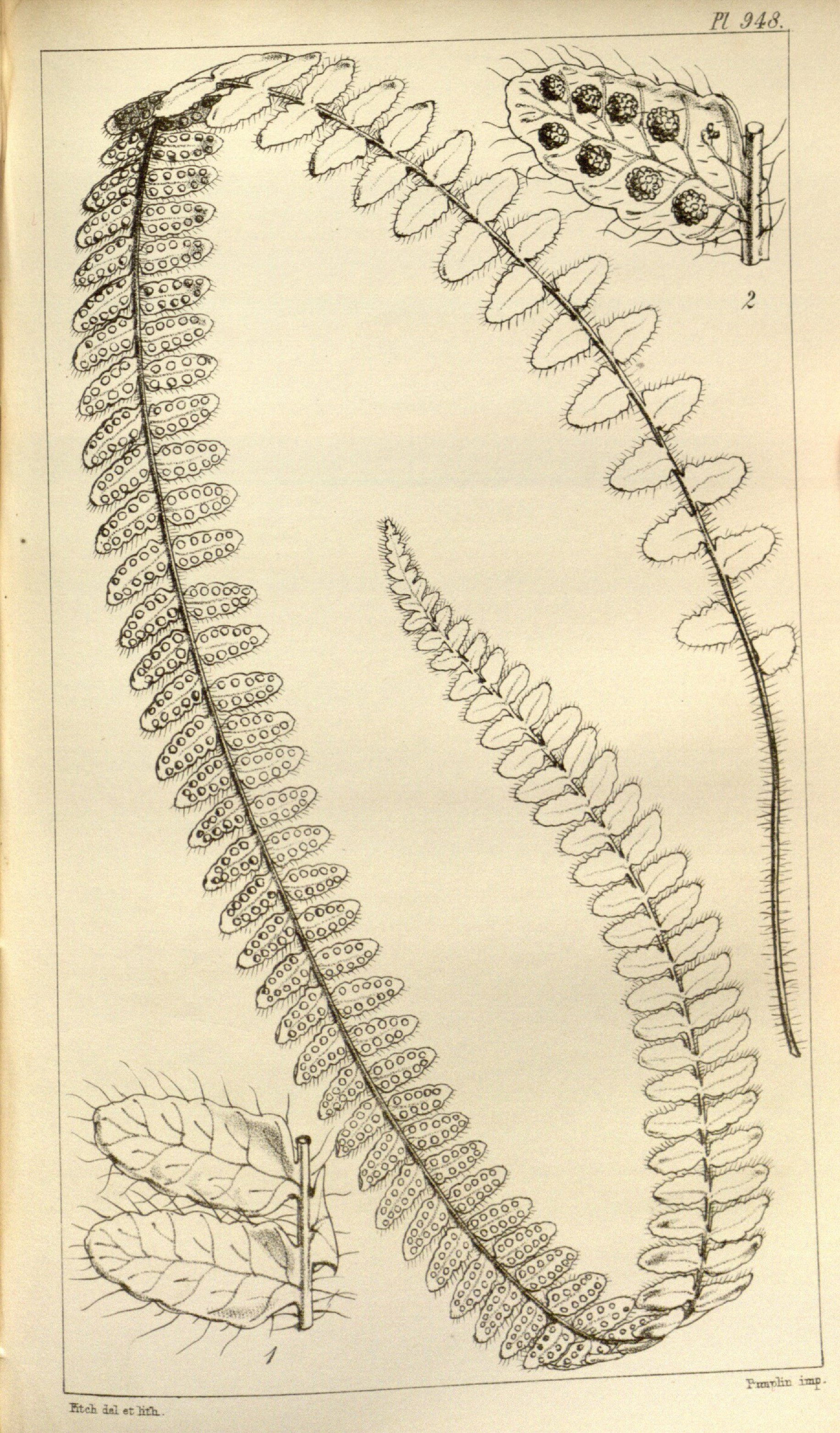 no full size  illustration available (3a)