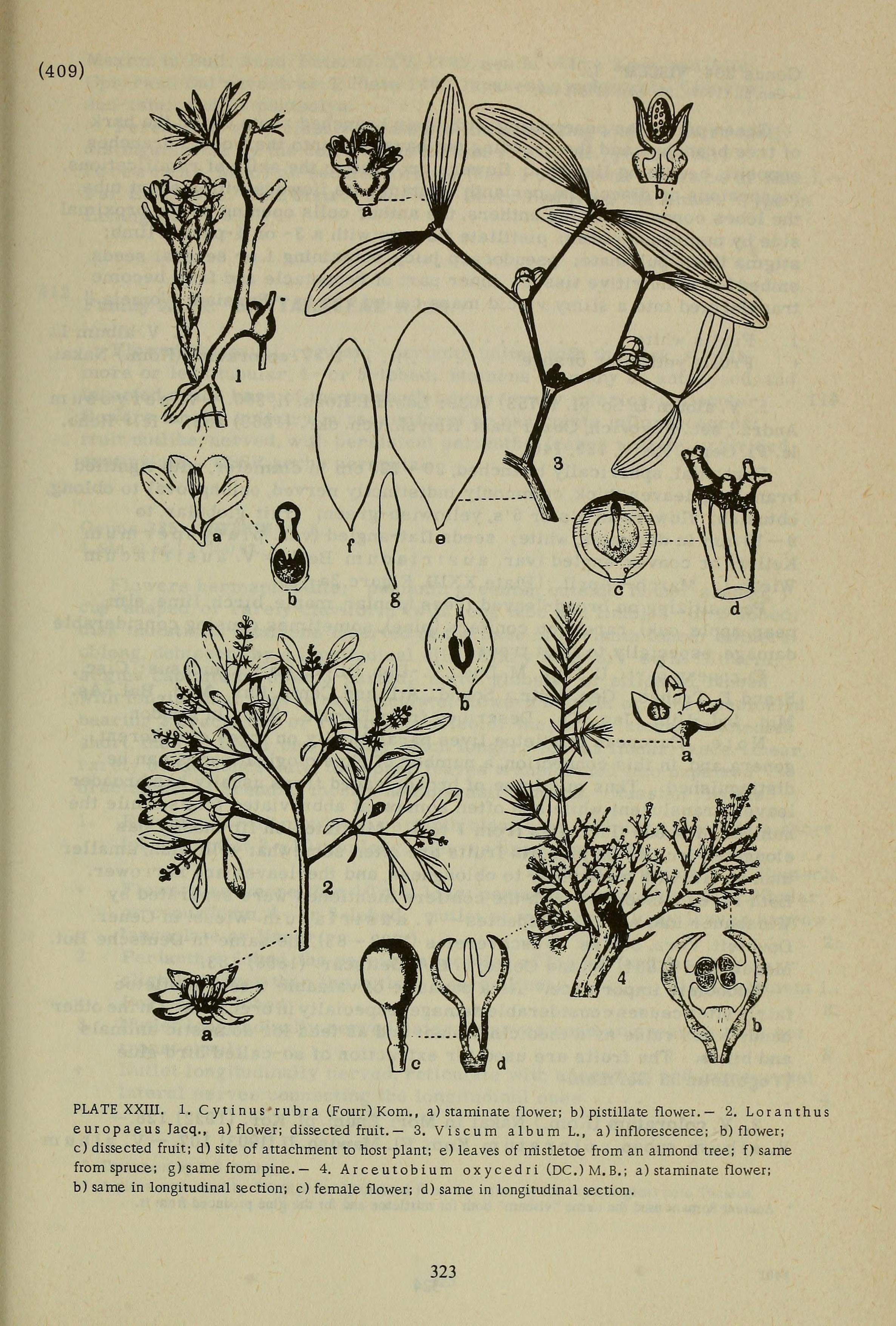 no full size  illustration available (3a)