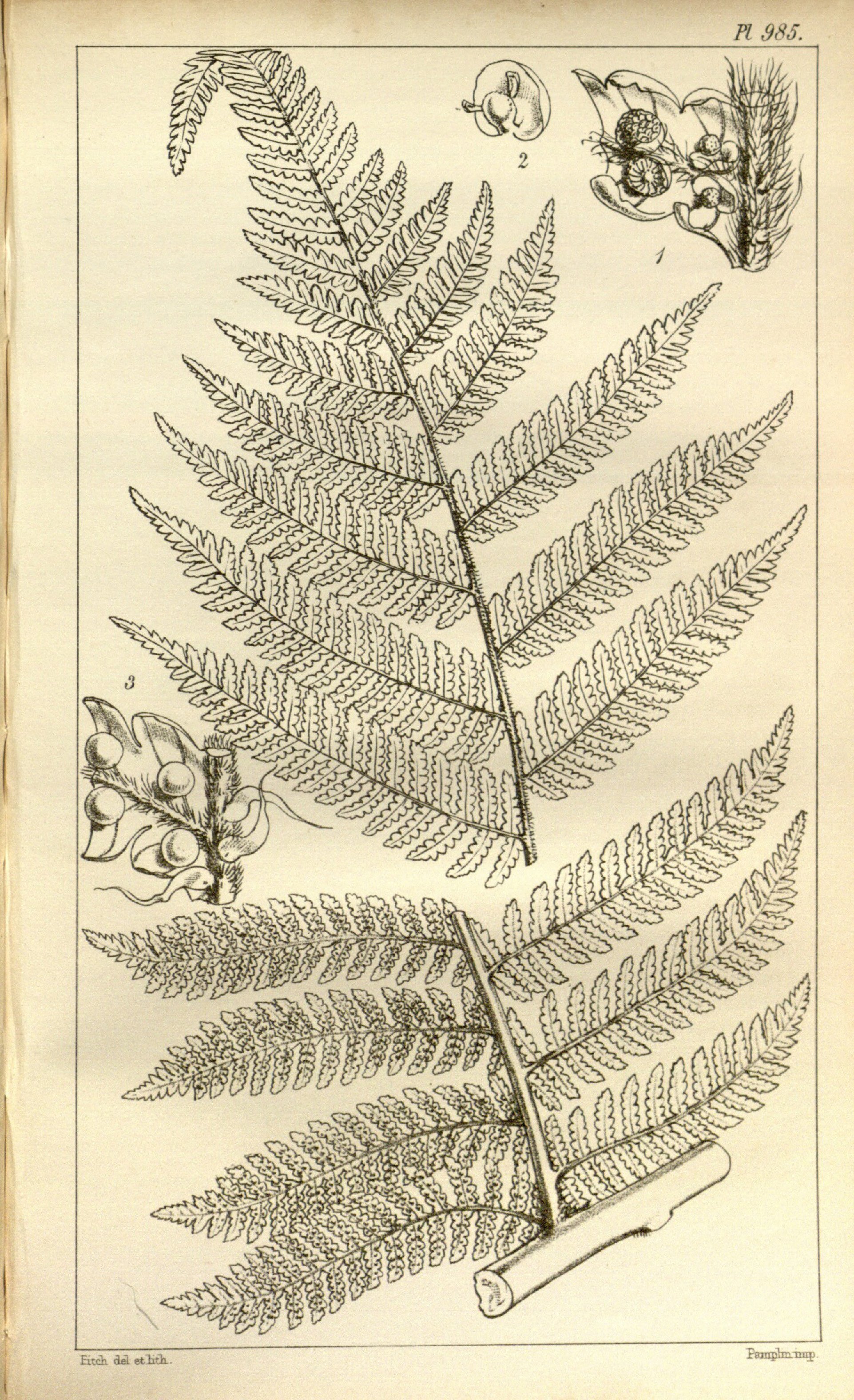 no full size  illustration available (3a)