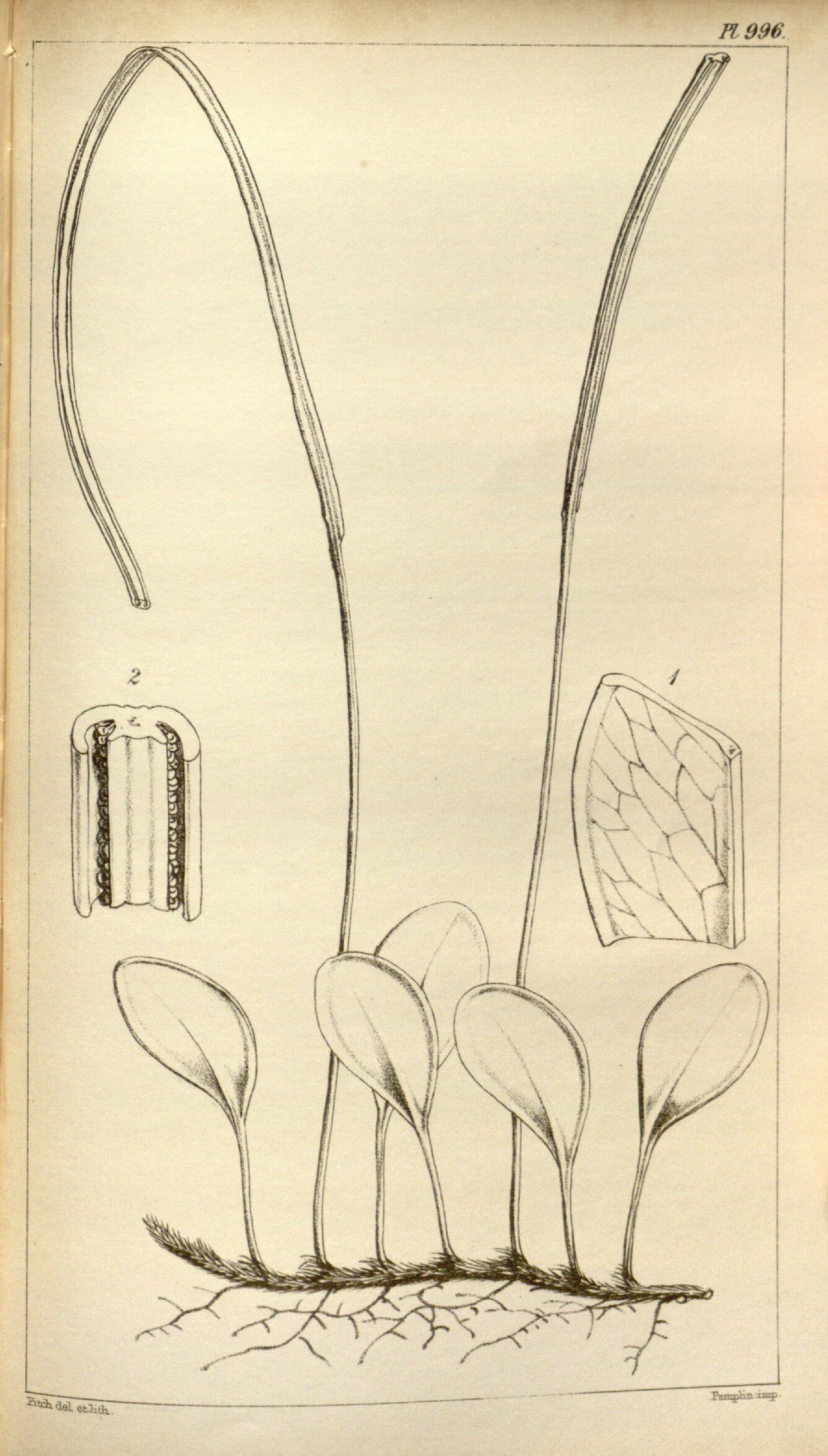 no full size  illustration available (3a)