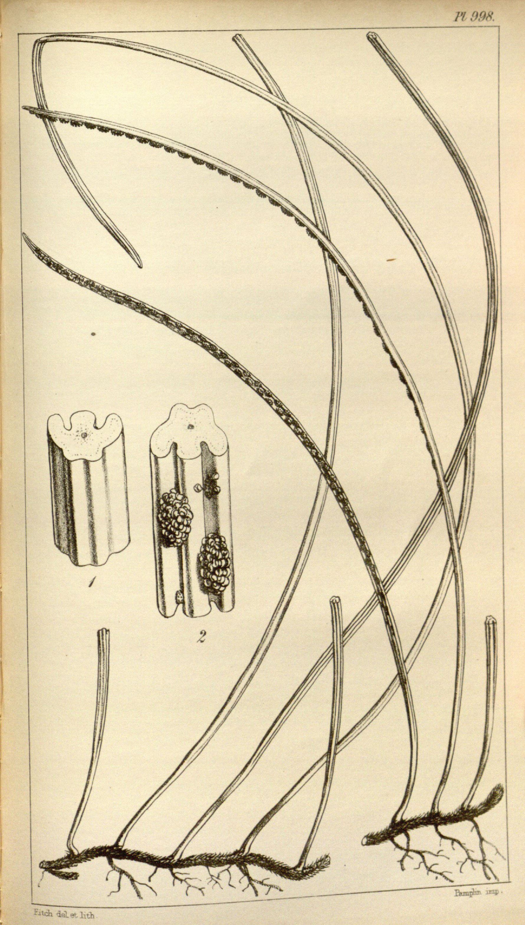 no full size  illustration available (3a)