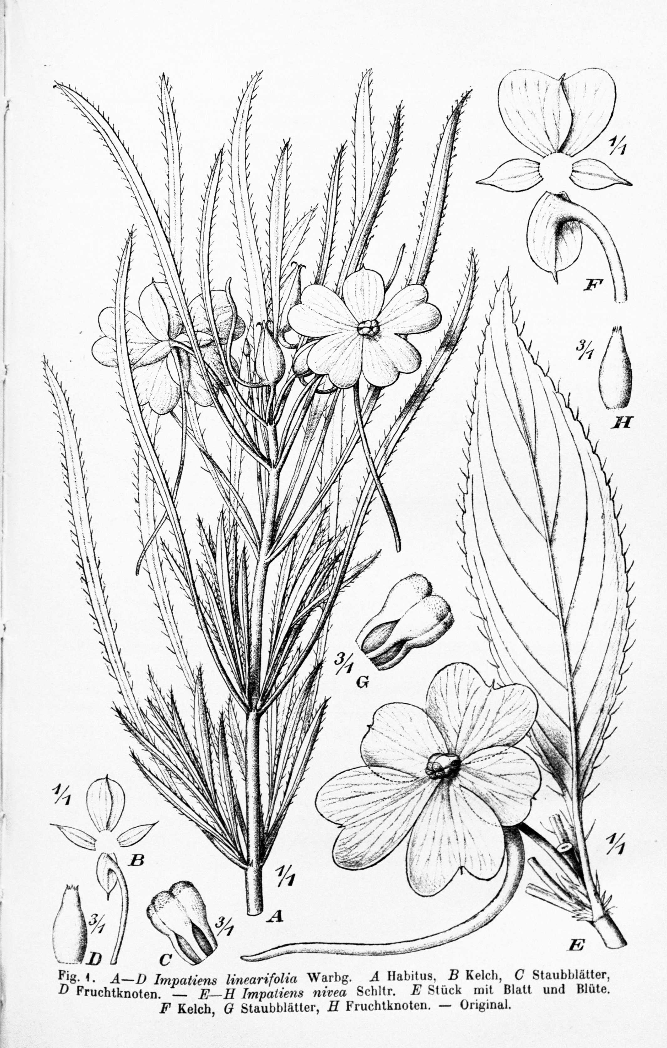 no full size  illustration available (3a)