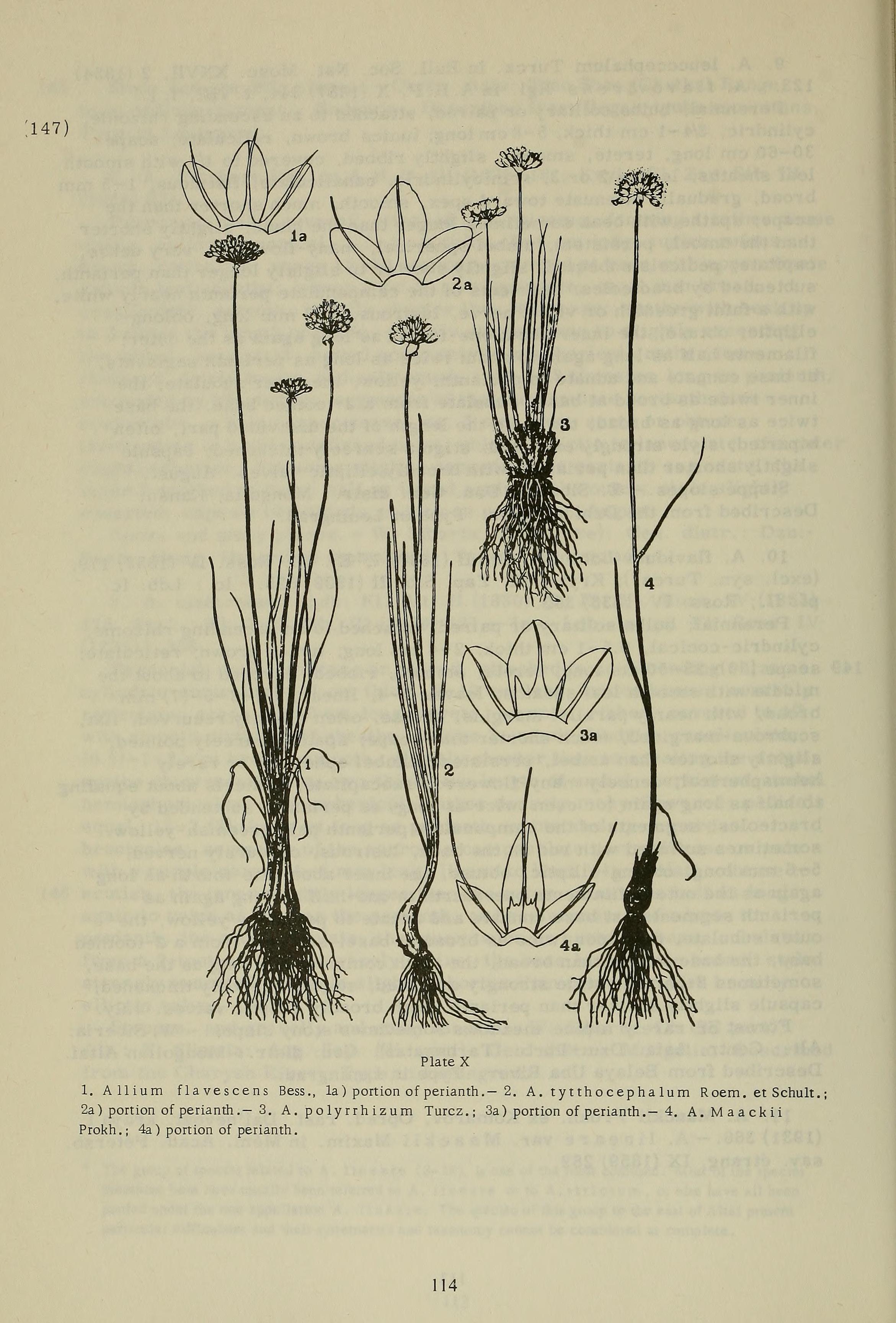 no full size  illustration available (3a)