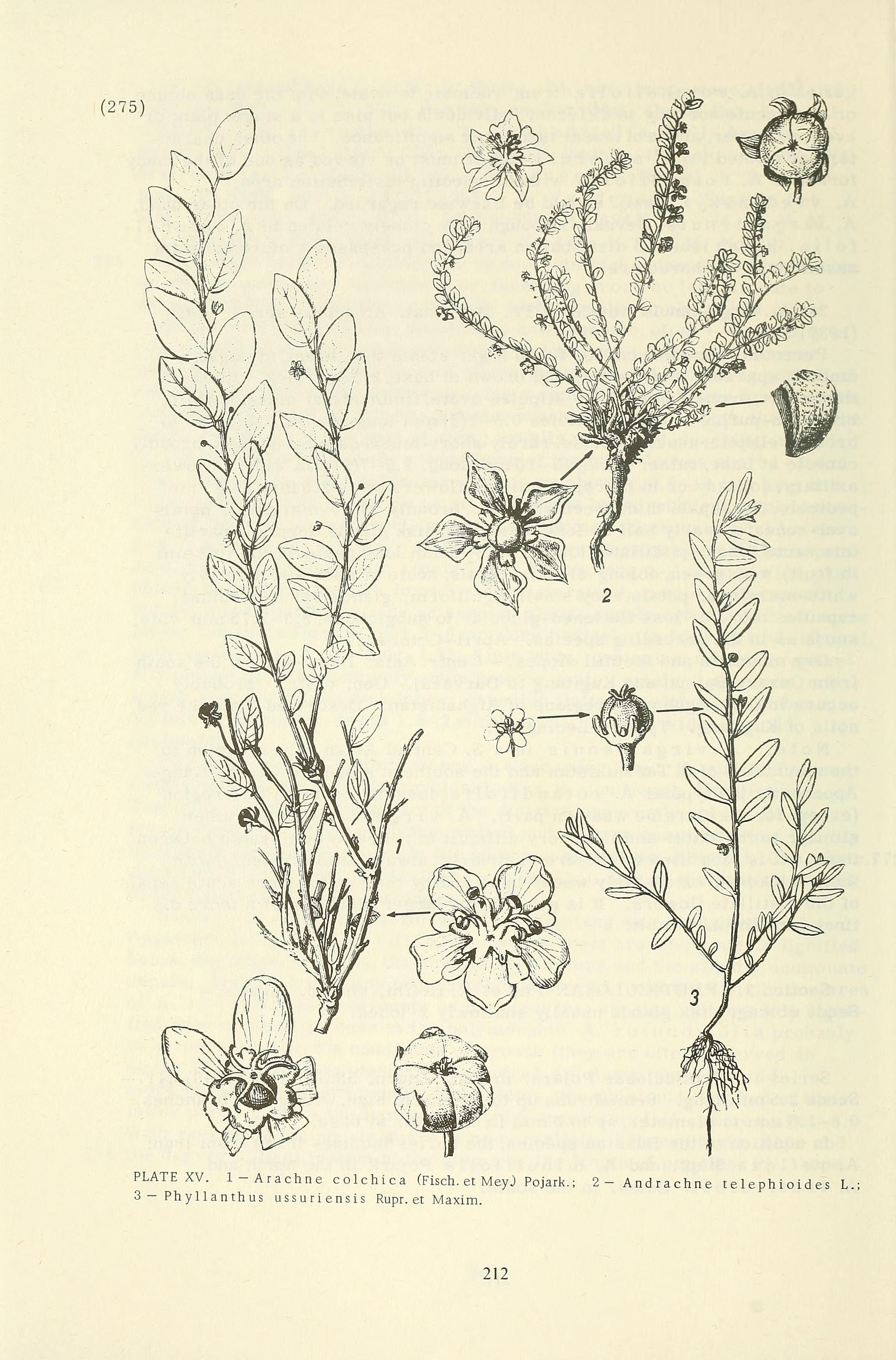 no full size  illustration available (3a)