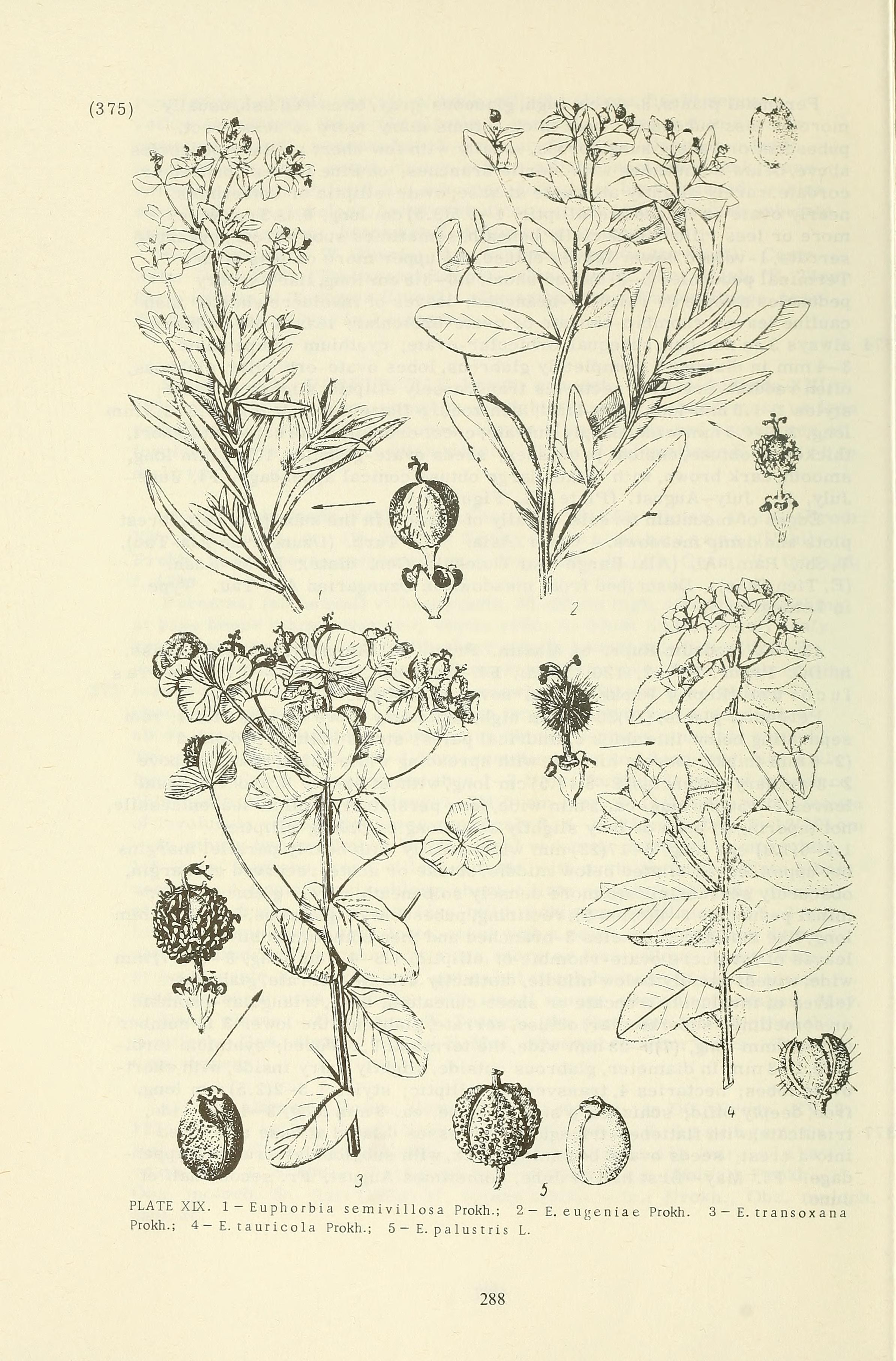 no full size  illustration available (3a)