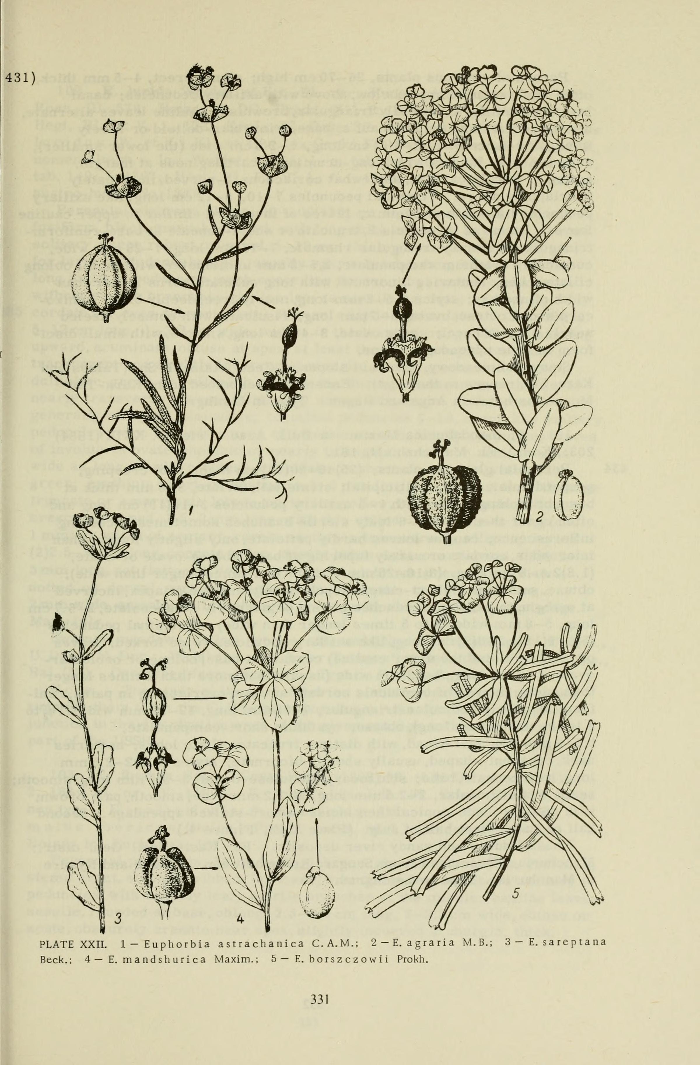 no full size  illustration available (3a)