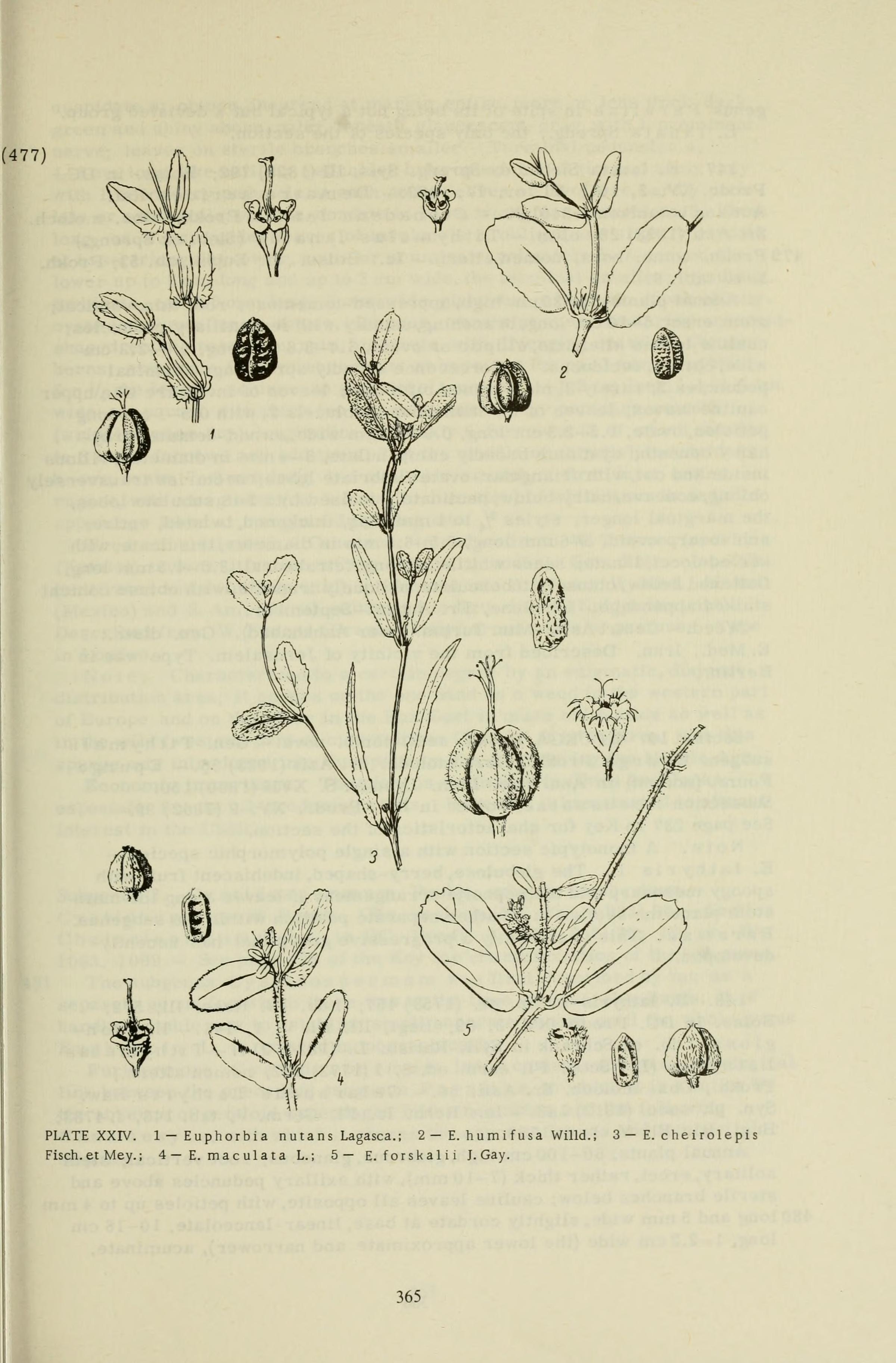 no full size  illustration available (3a)