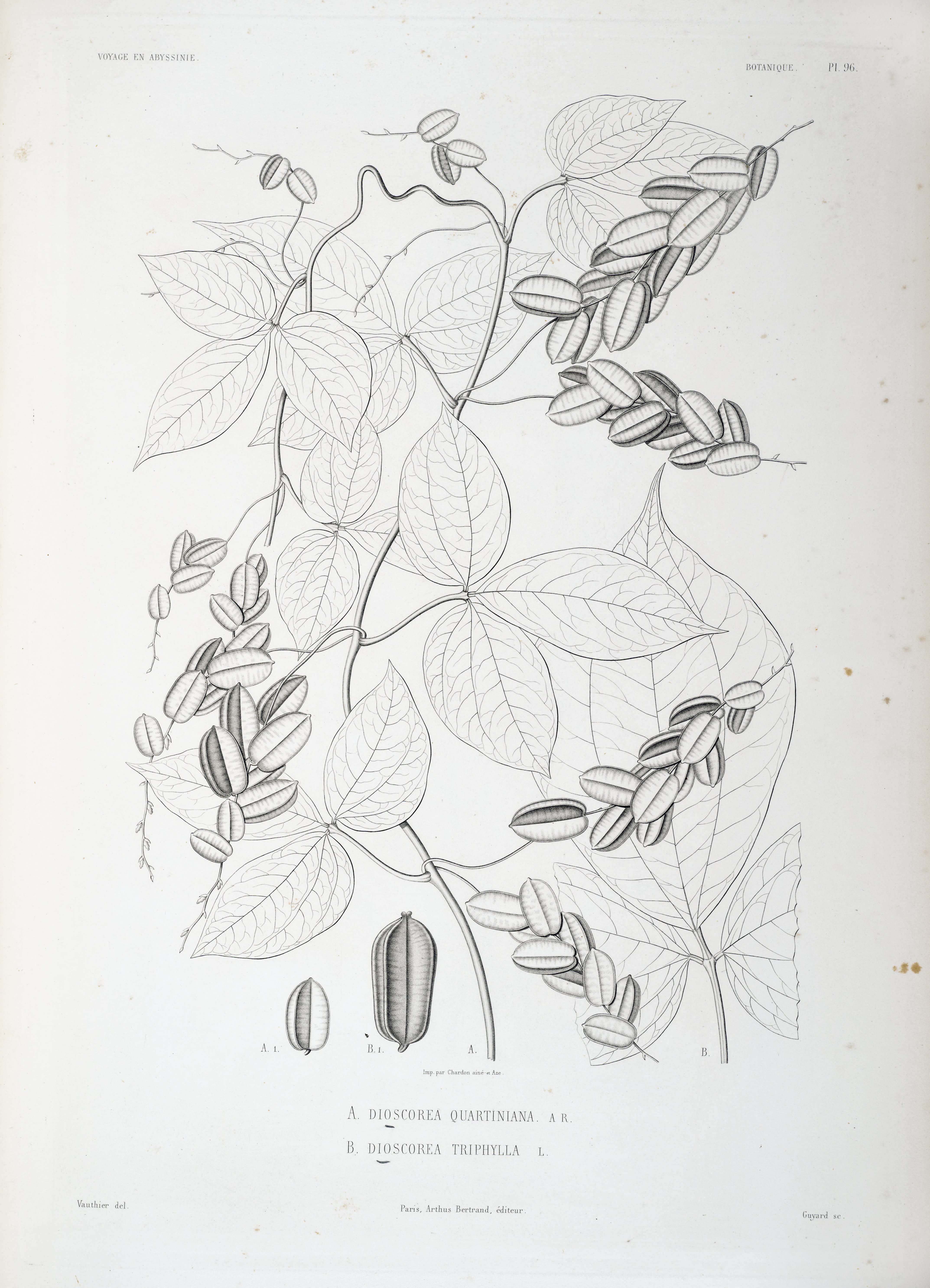 no full size  illustration available (3a)