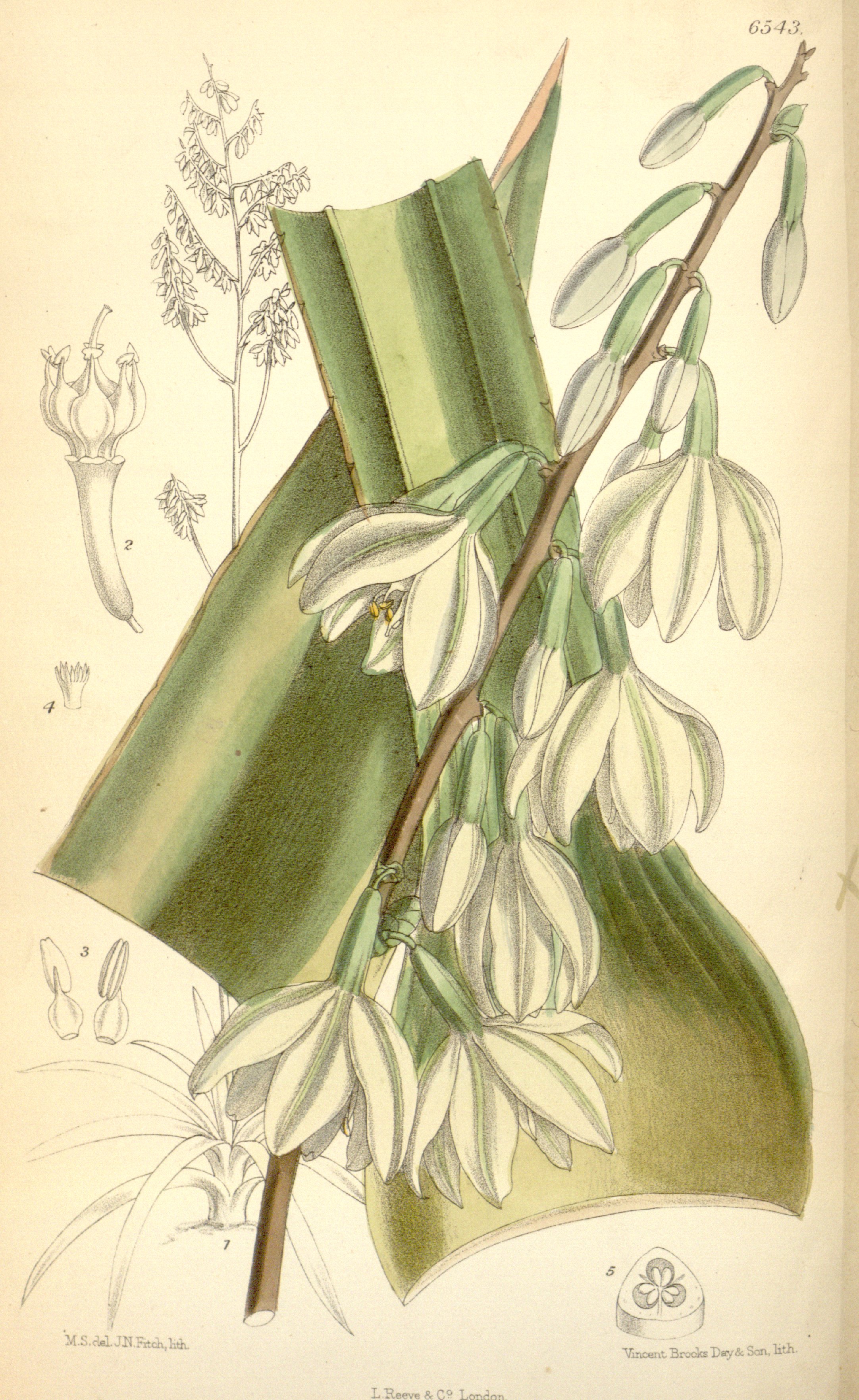 no full size  illustration available (3a)