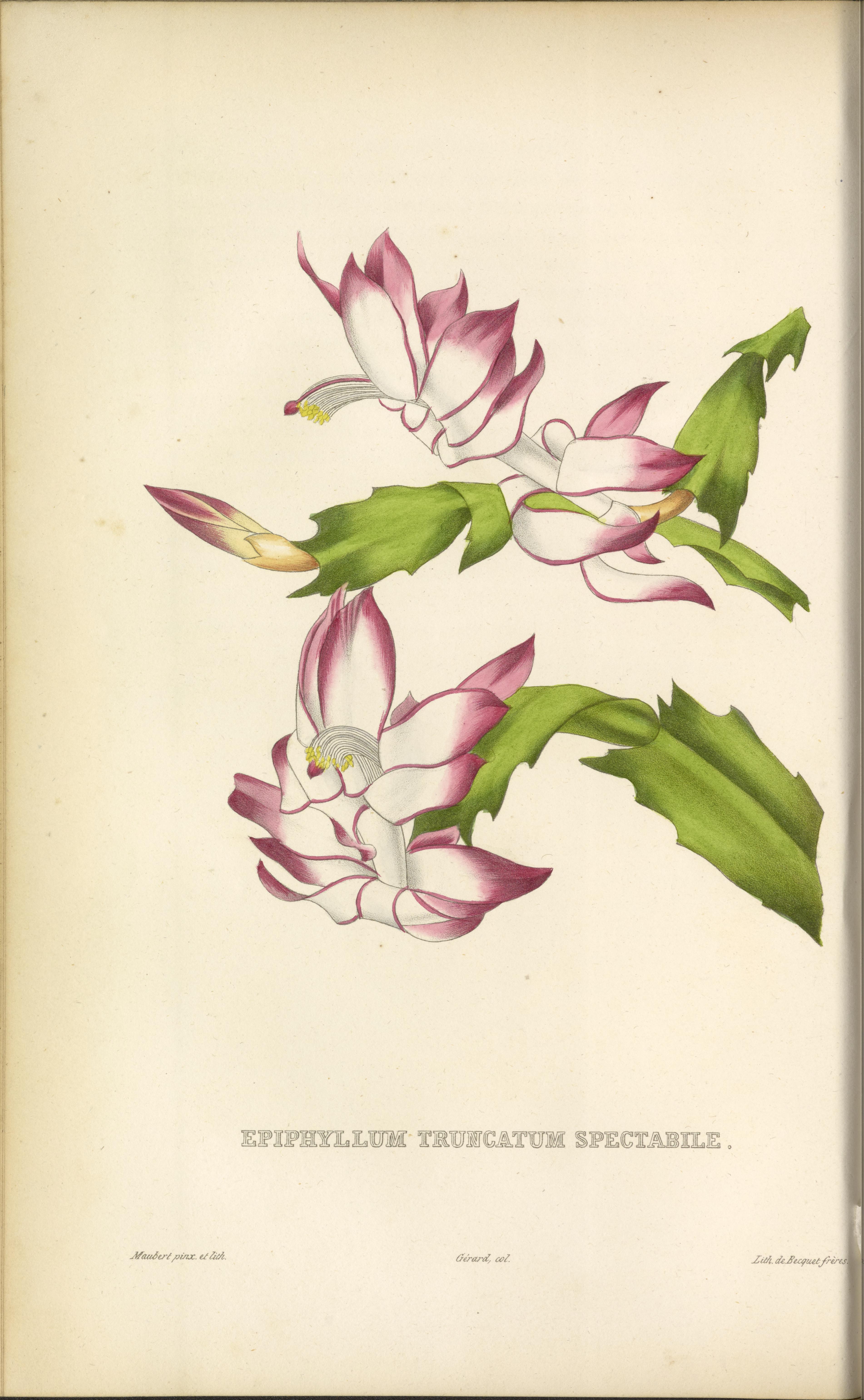 no full size  illustration available (3a)