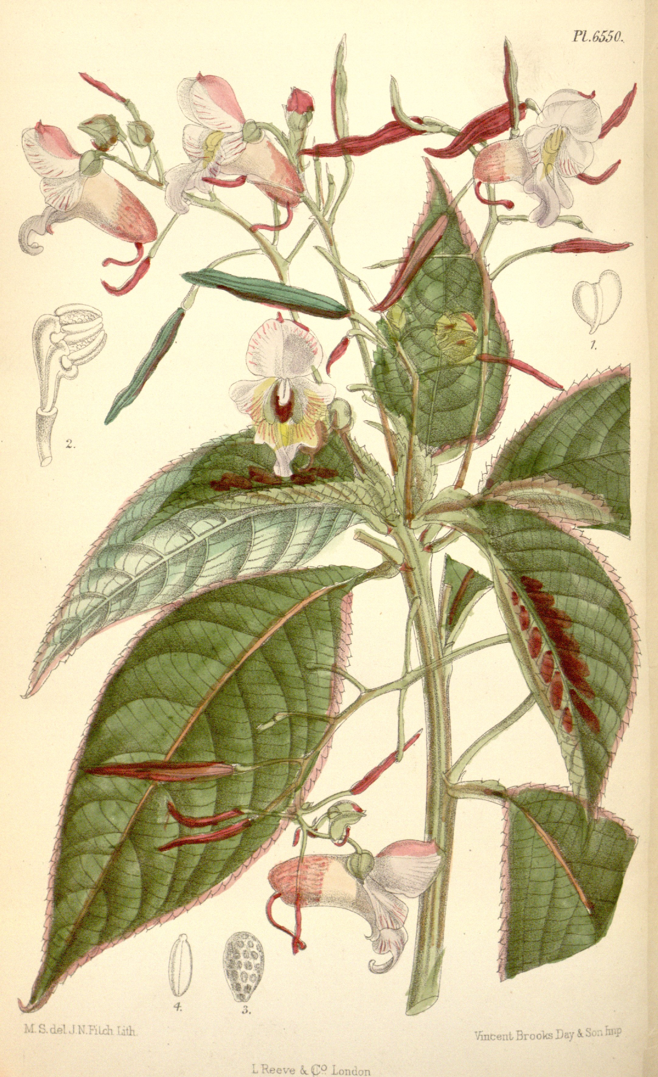 no full size  illustration available (3a)