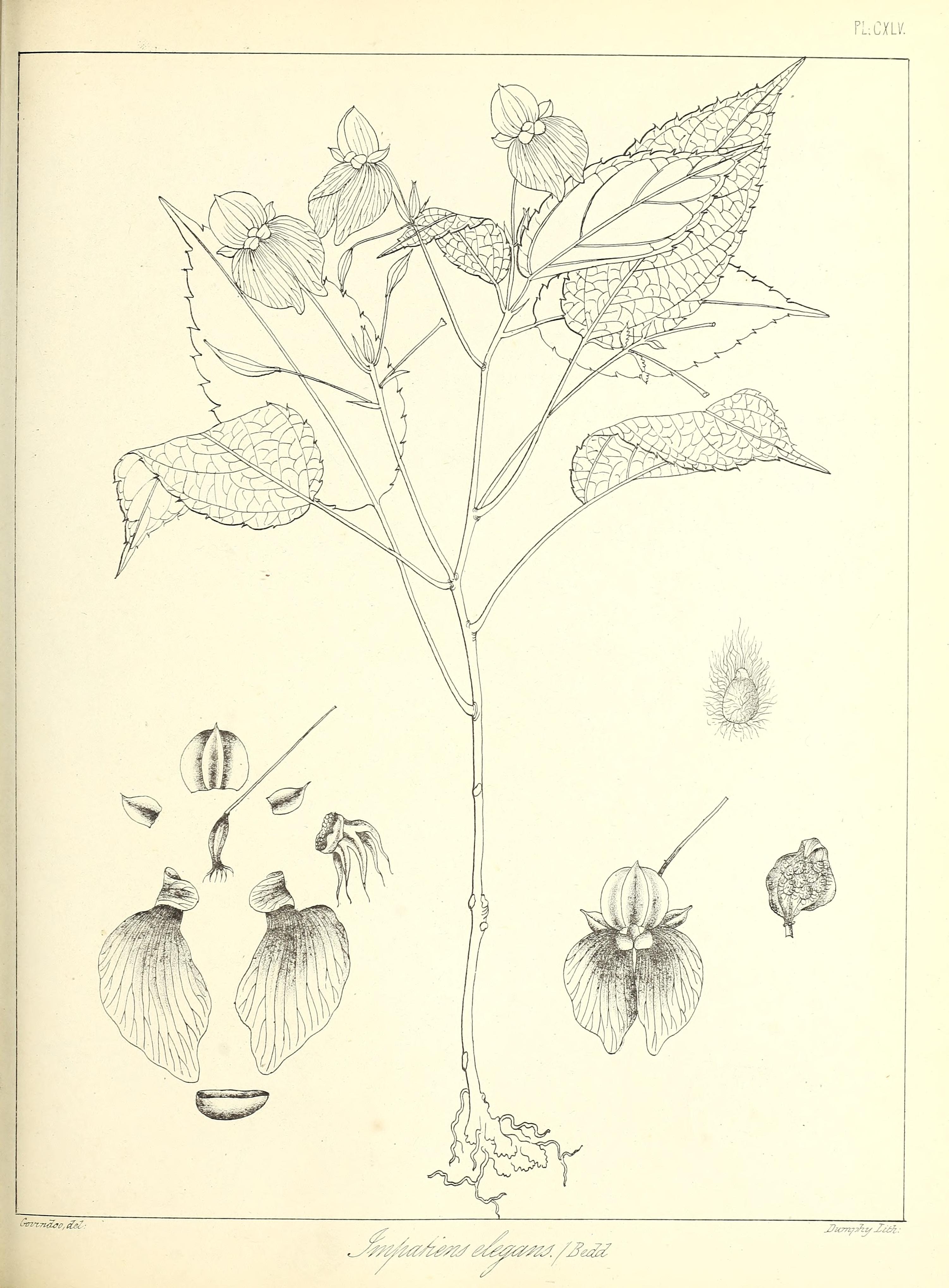 no full size  illustration available (3a)