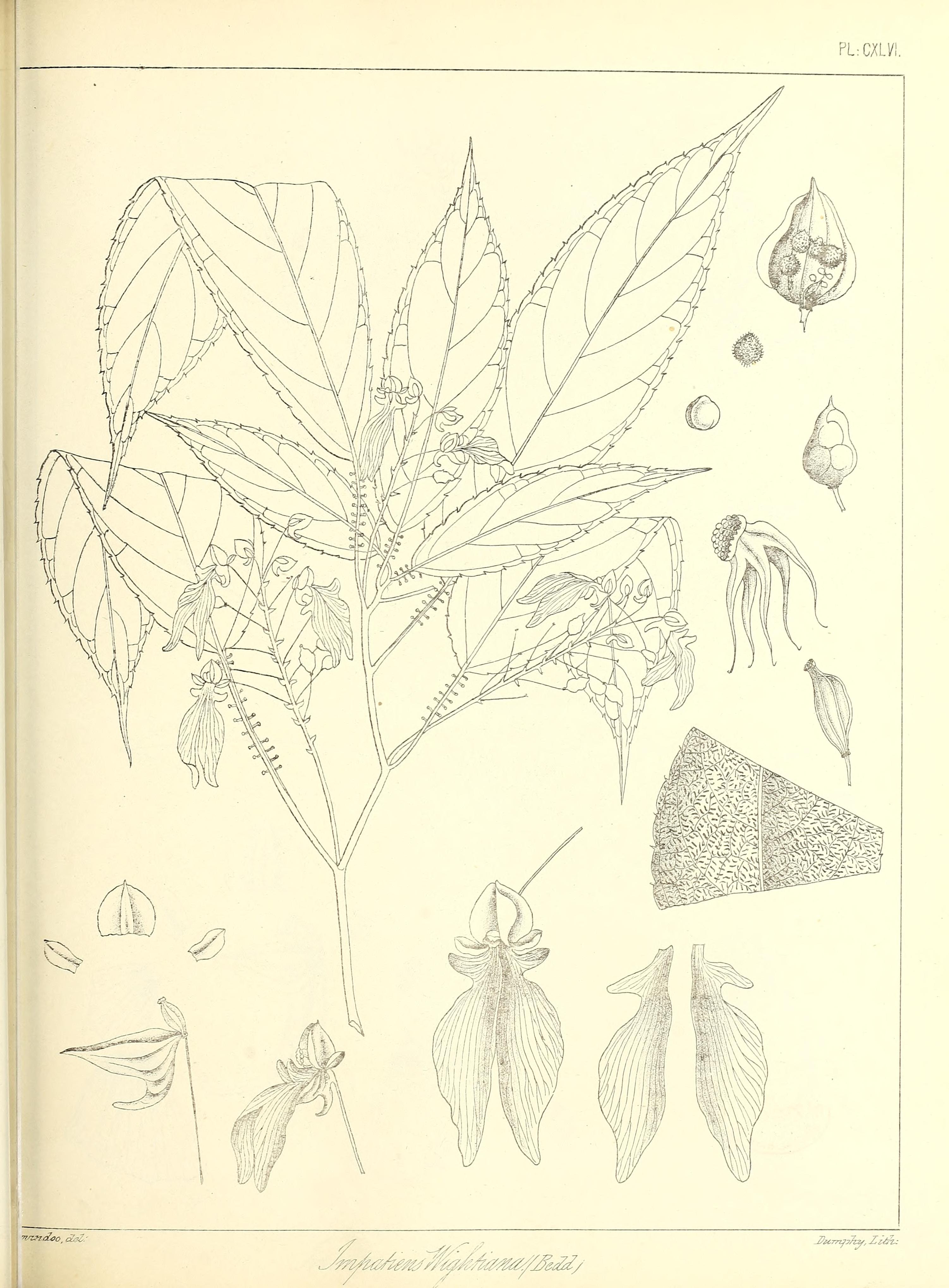 no full size  illustration available (3a)