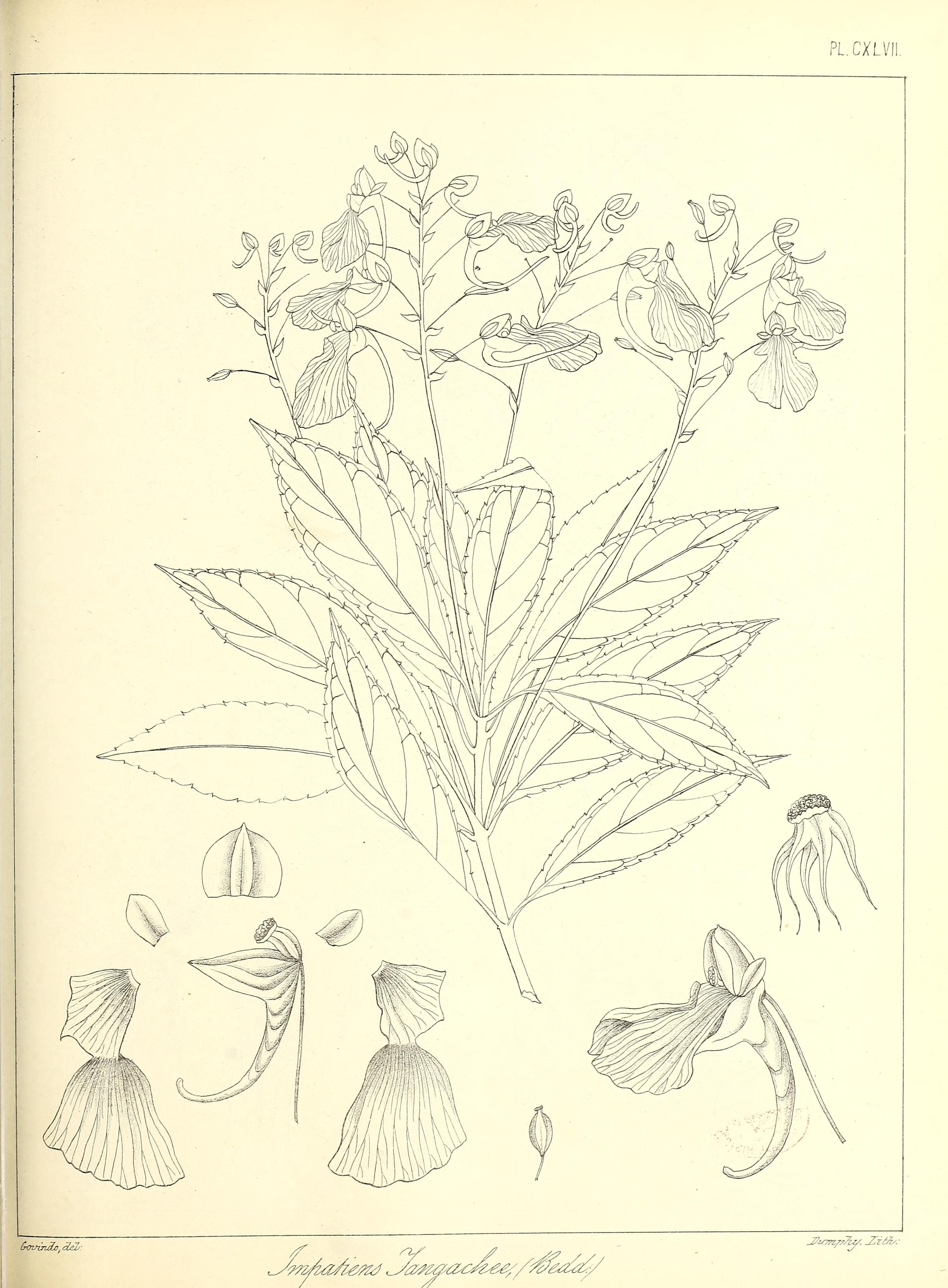 no full size  illustration available (3a)