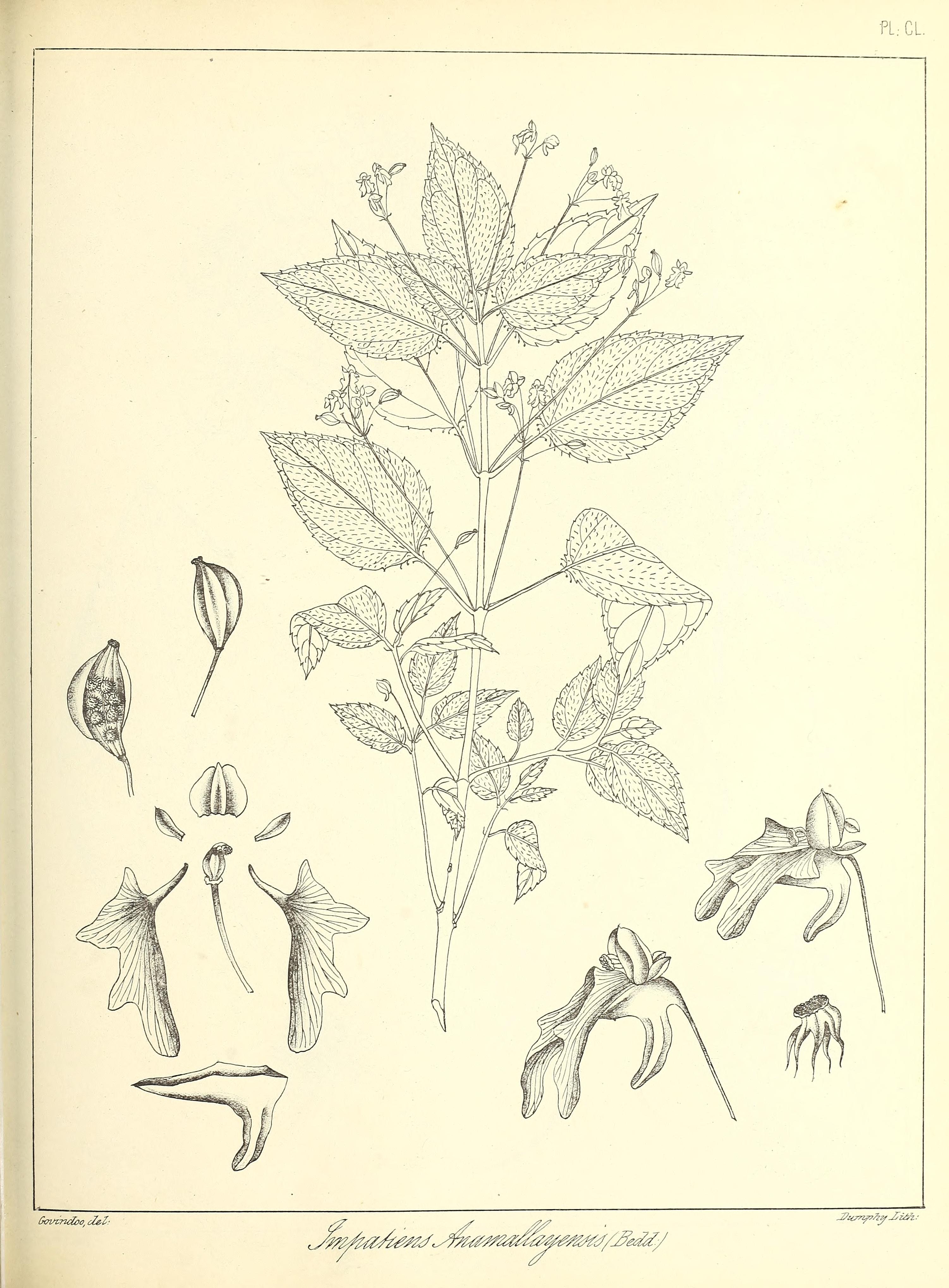 no full size  illustration available (3a)