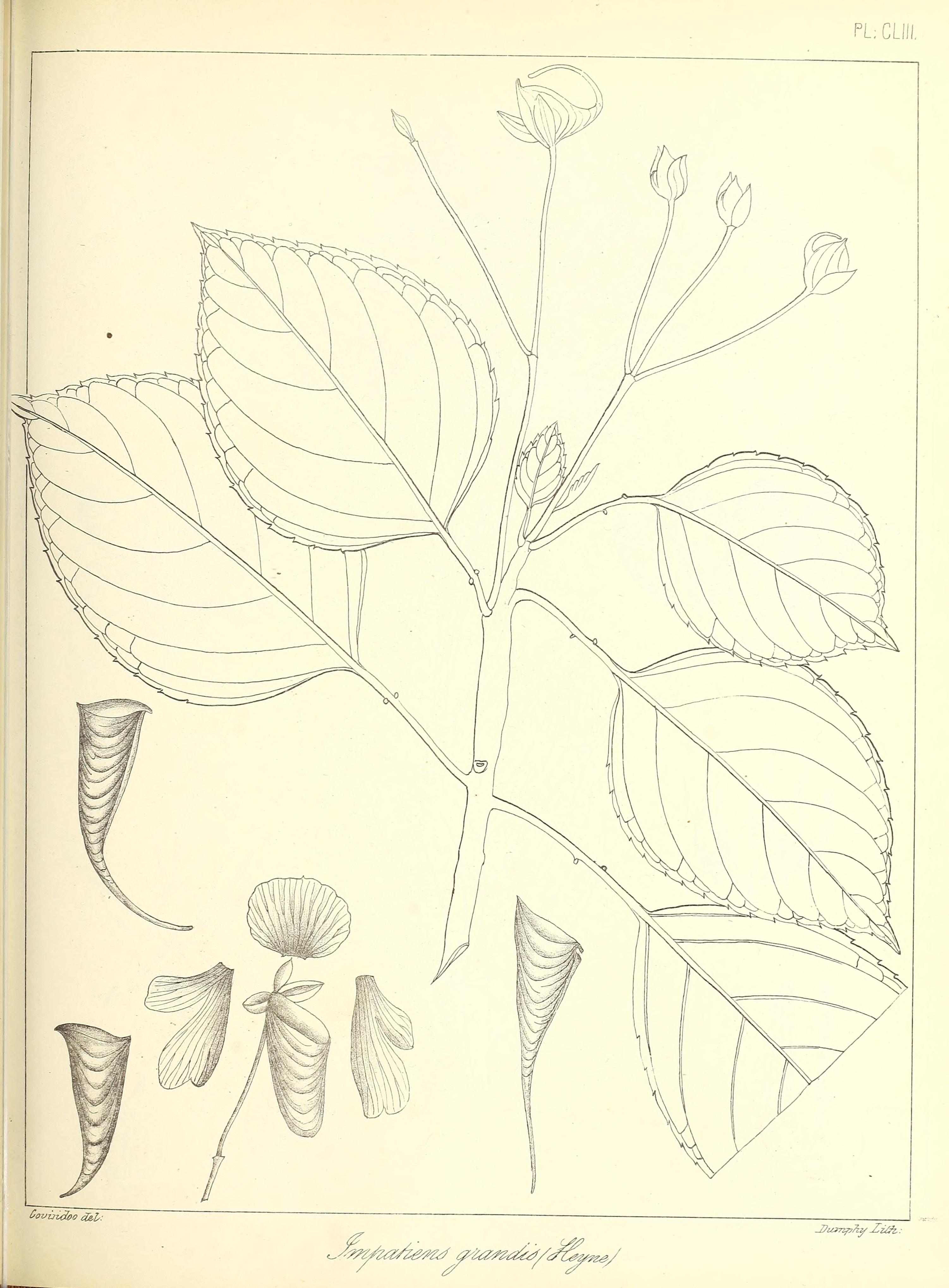 no full size  illustration available (3a)