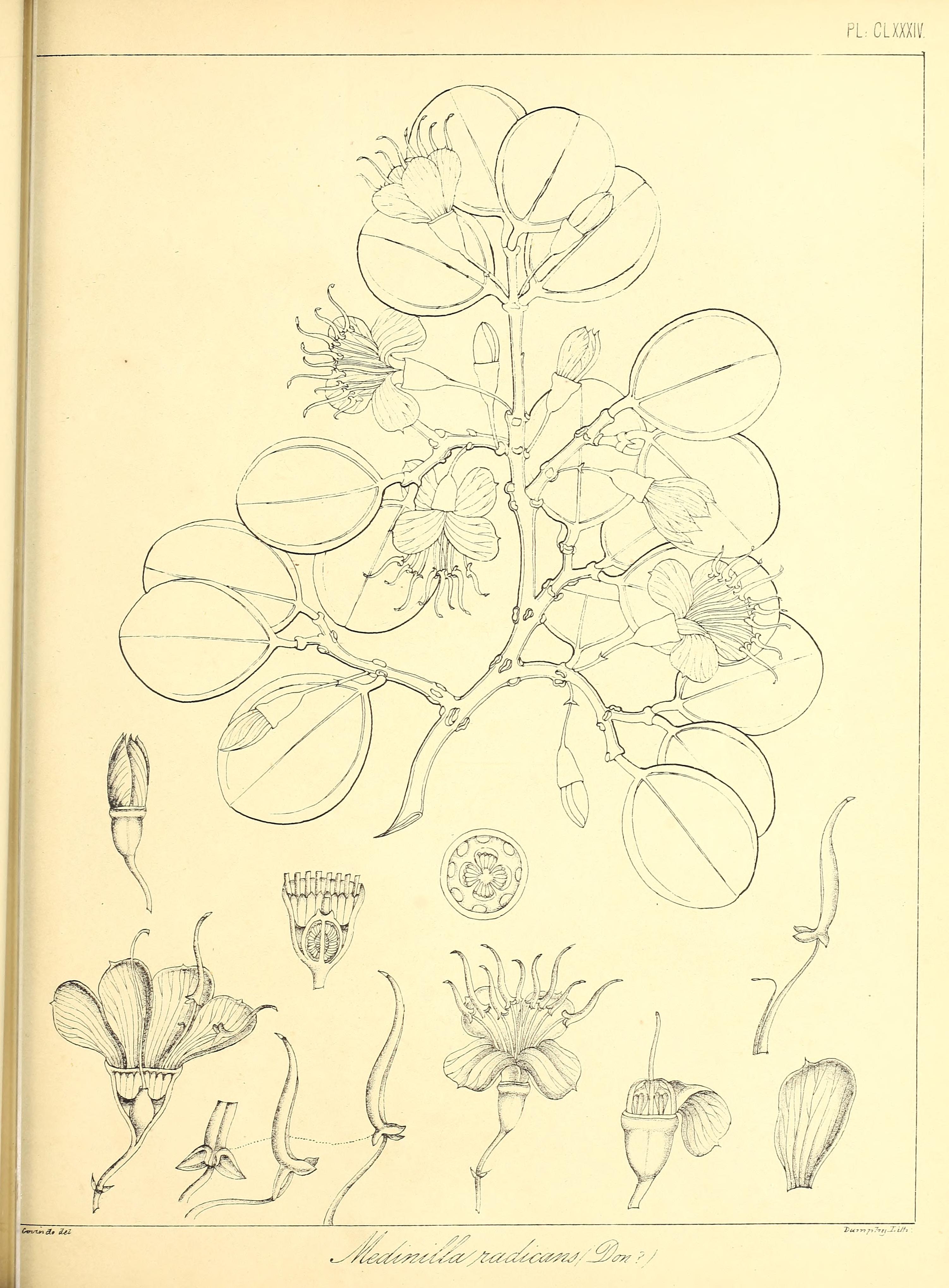 no full size  illustration available (3a)