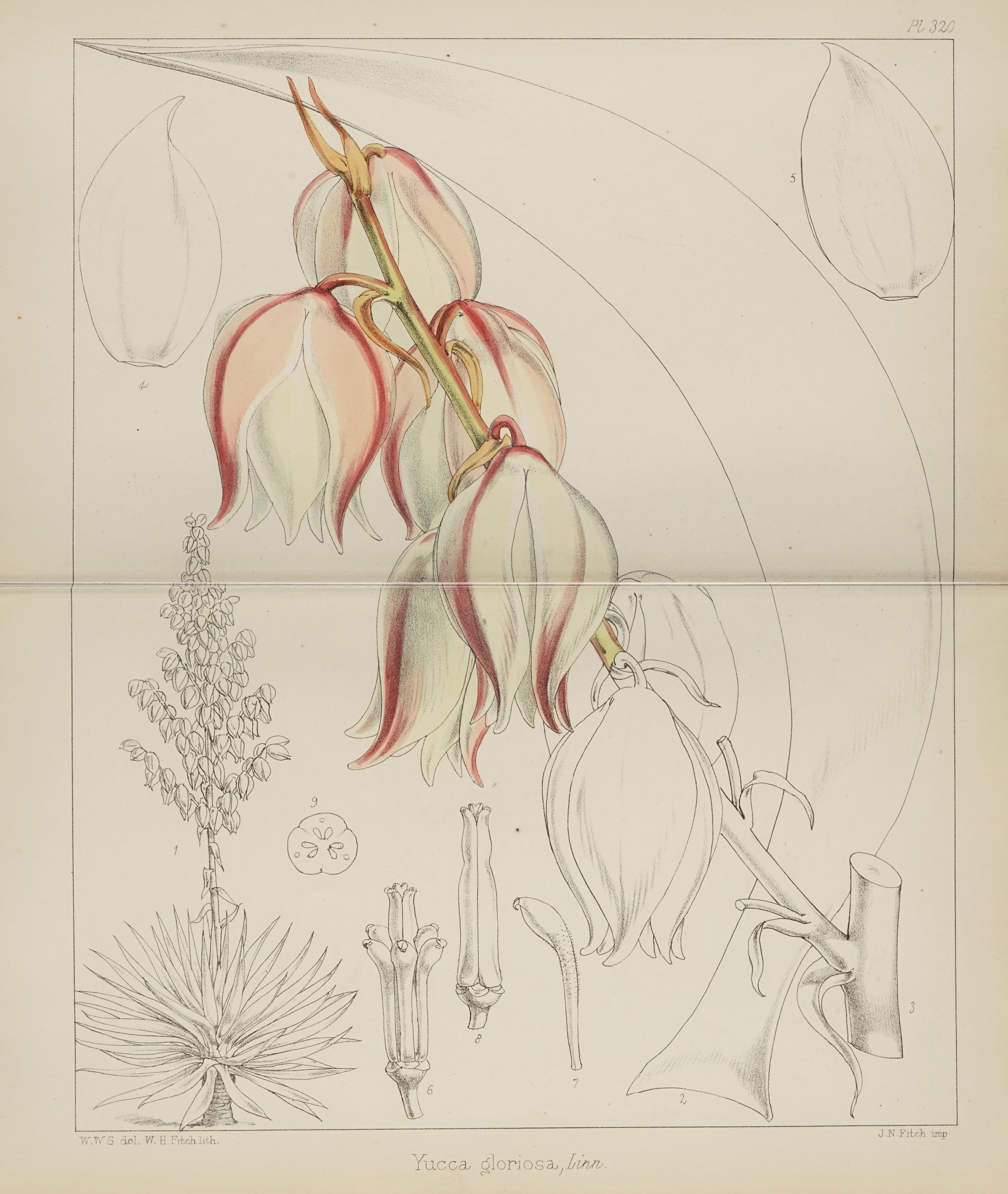 no full size  illustration available (3a)