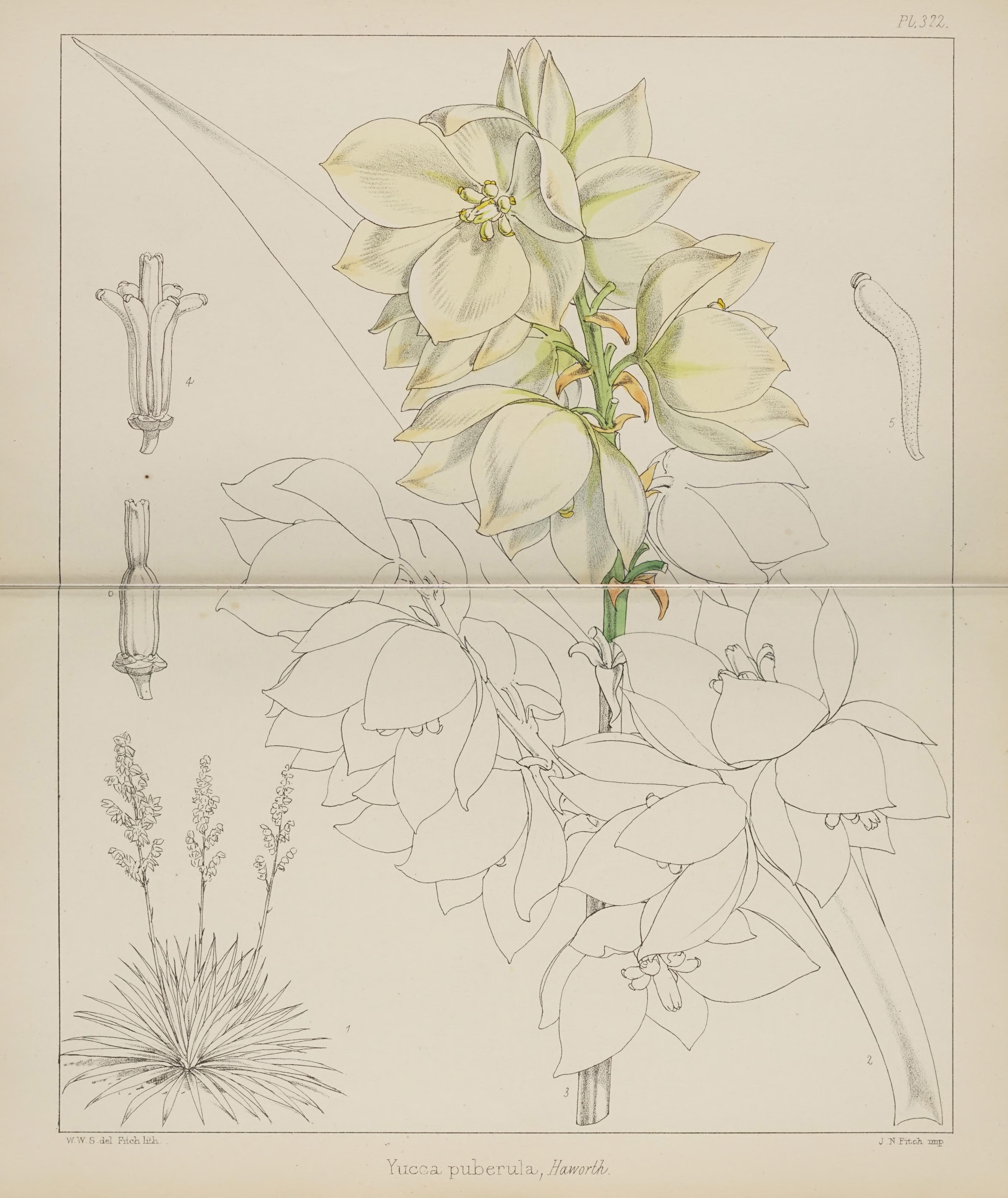 no full size  illustration available (3a)