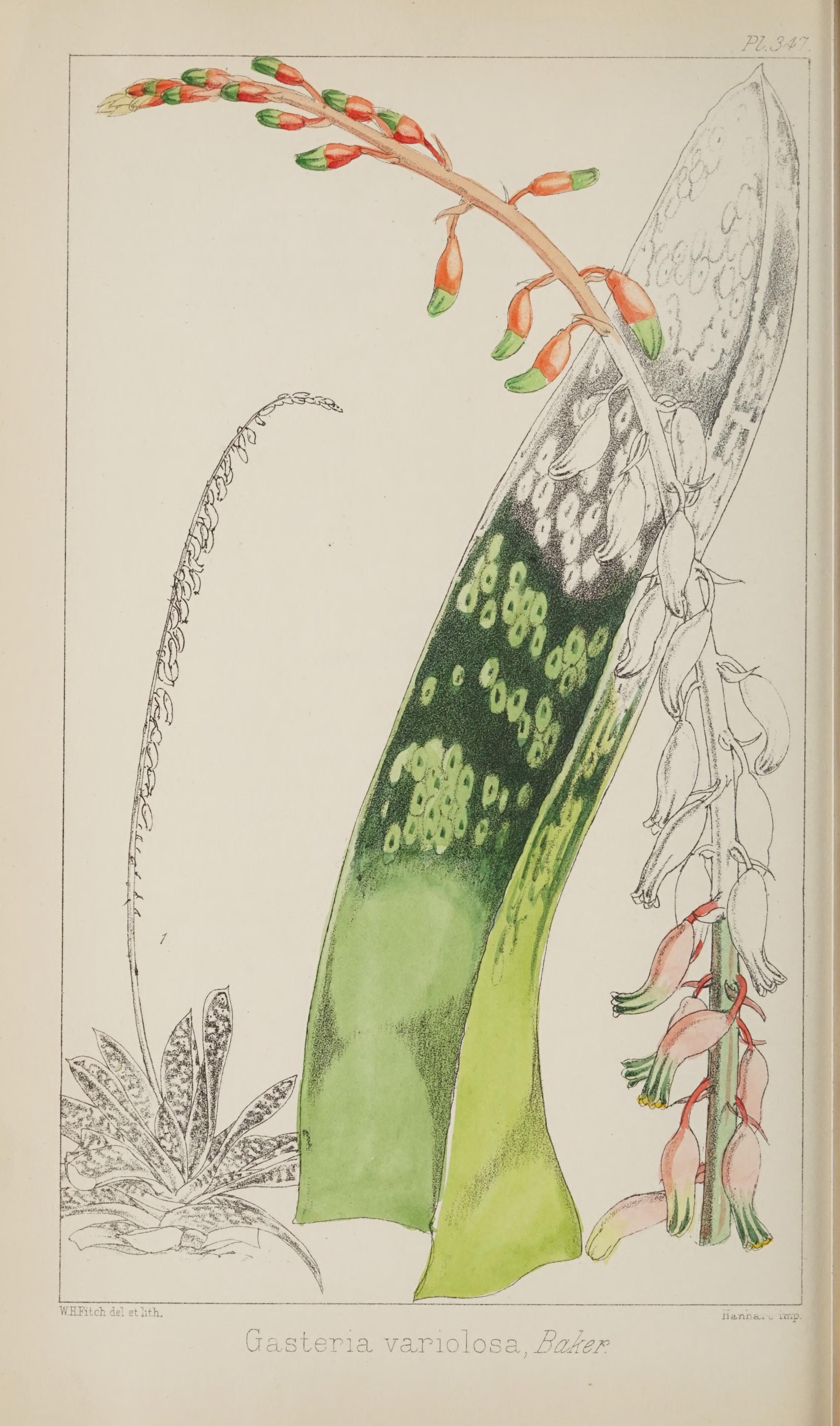 no full size  illustration available (3a)