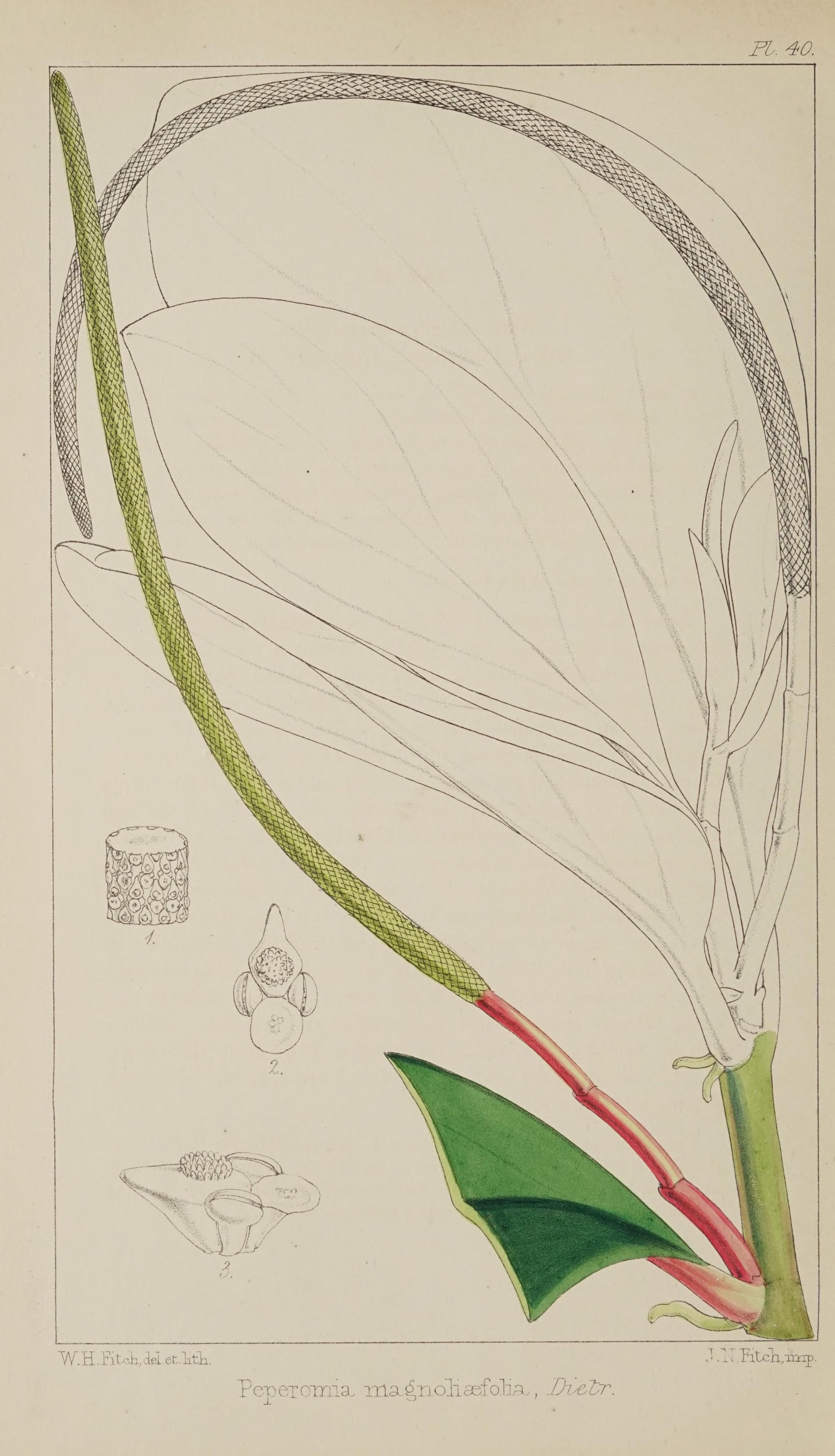 no full size  illustration available (3a)