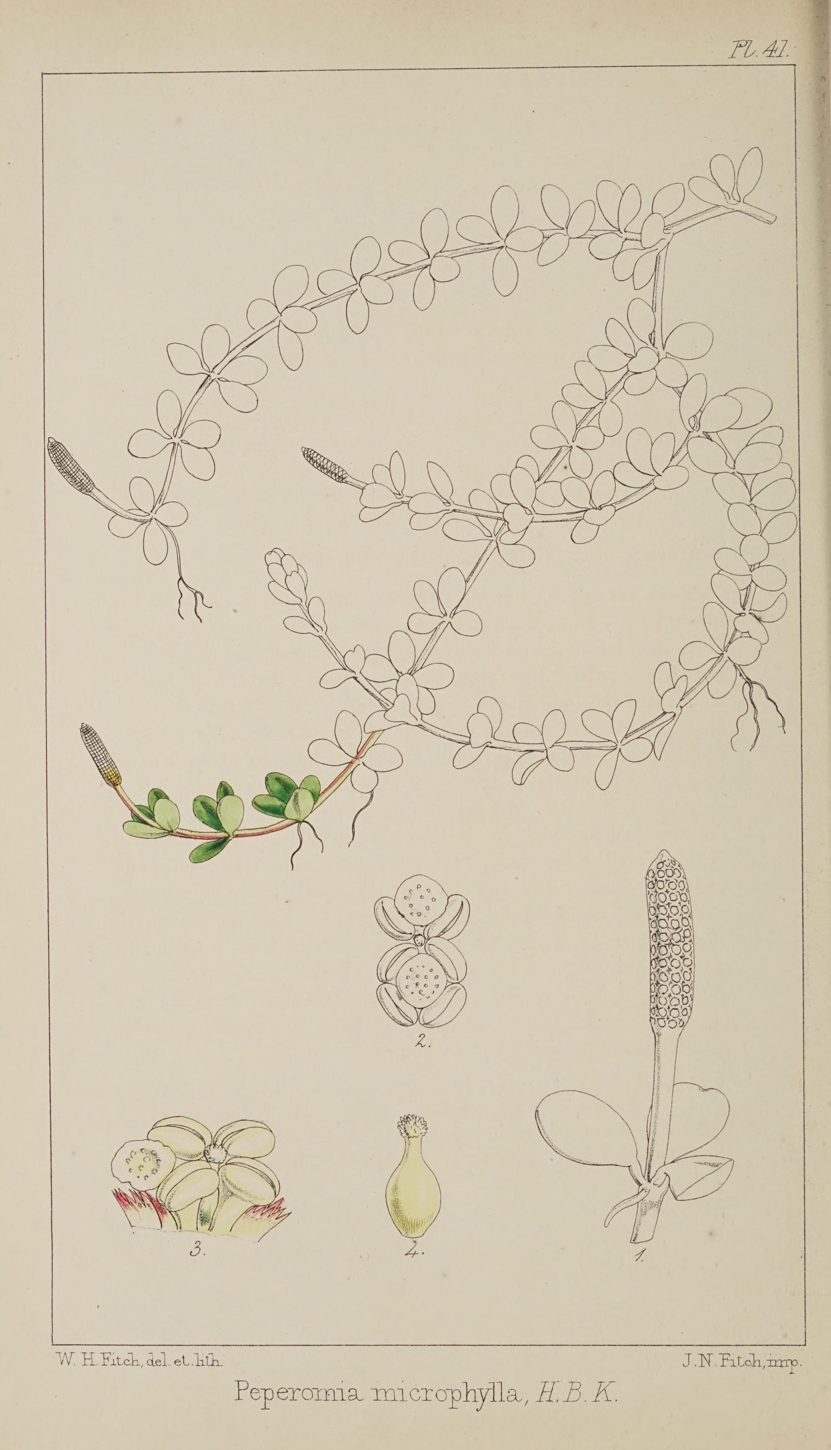 no full size  illustration available (3a)