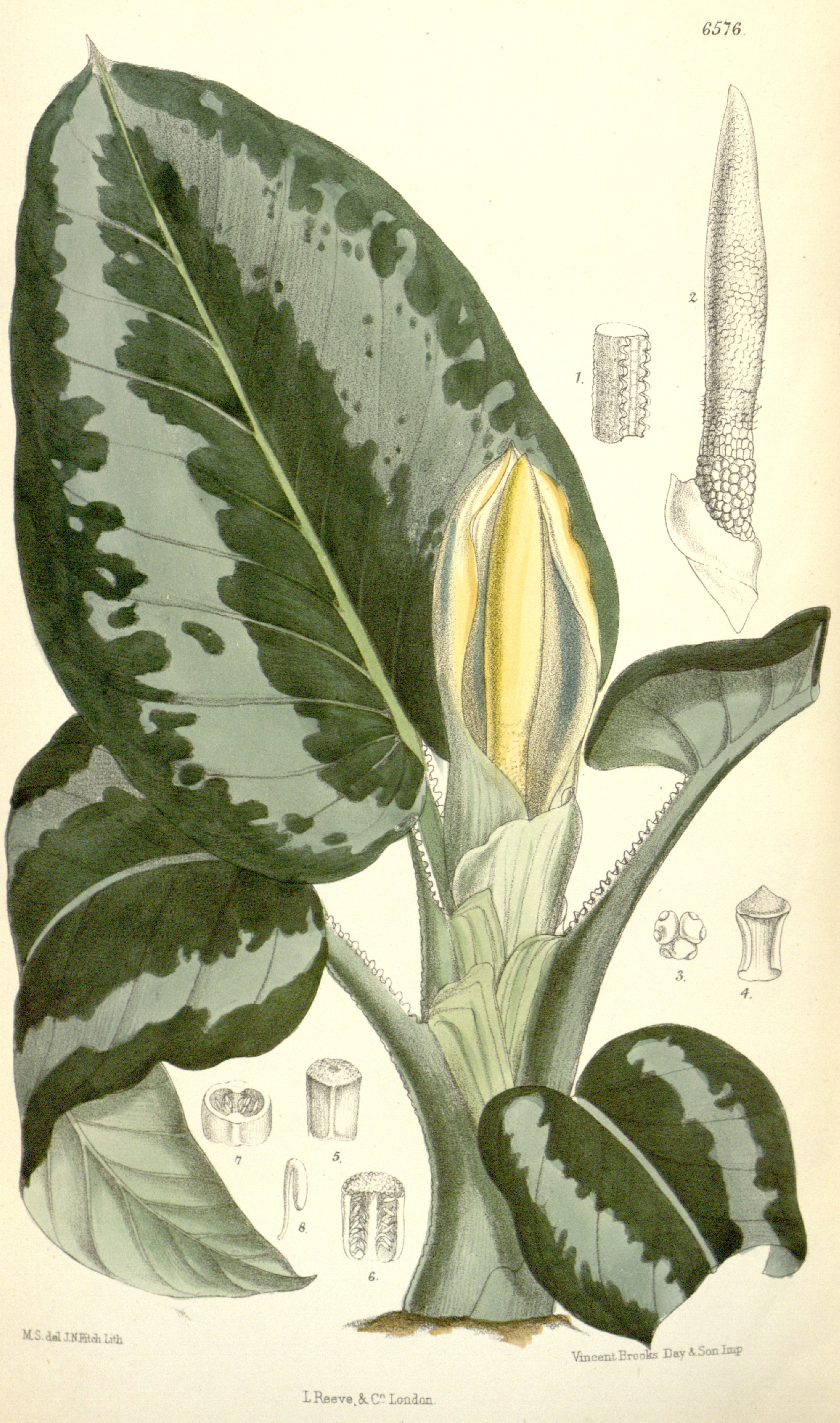 no full size  illustration available (3a)