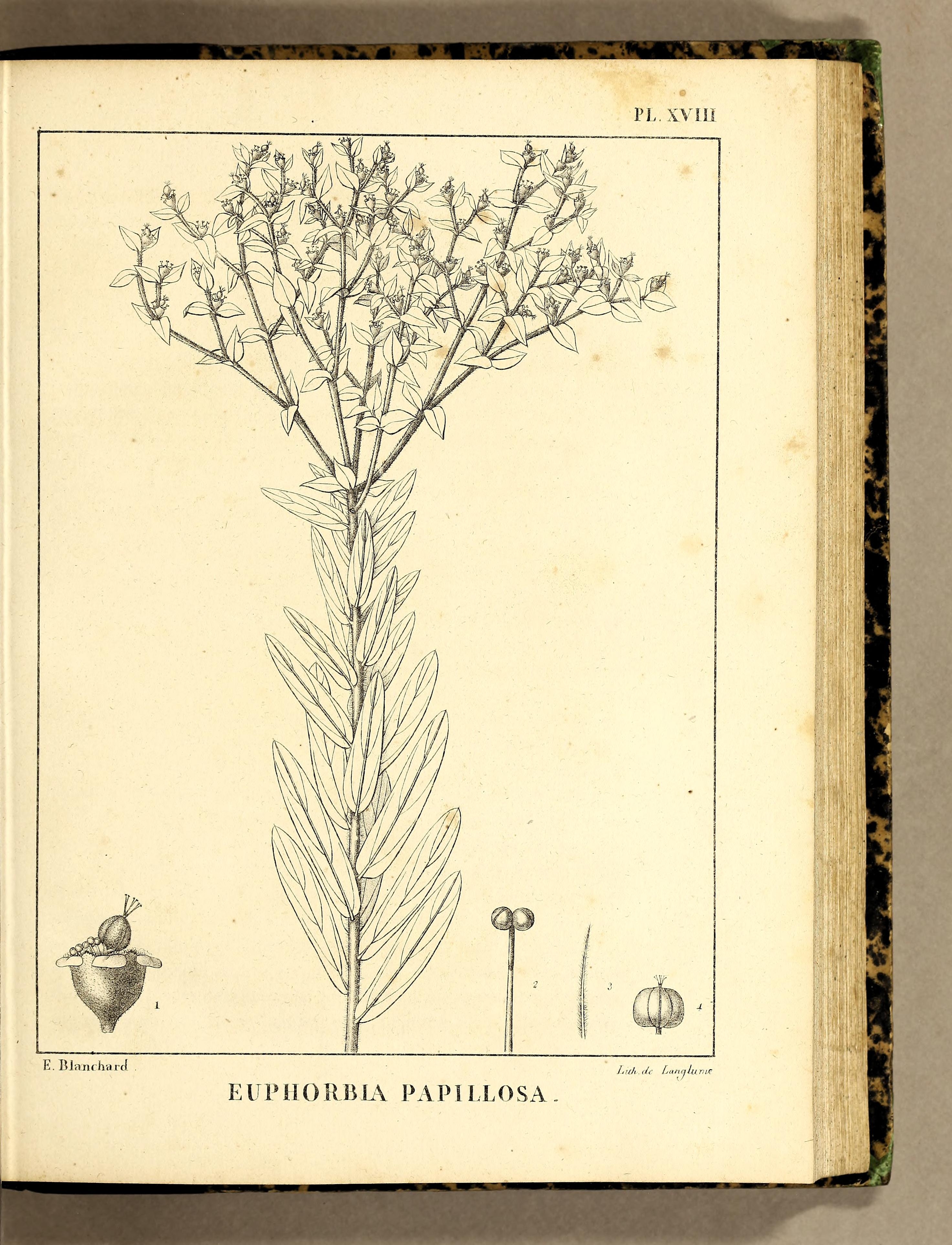 no full size  illustration available (3a)