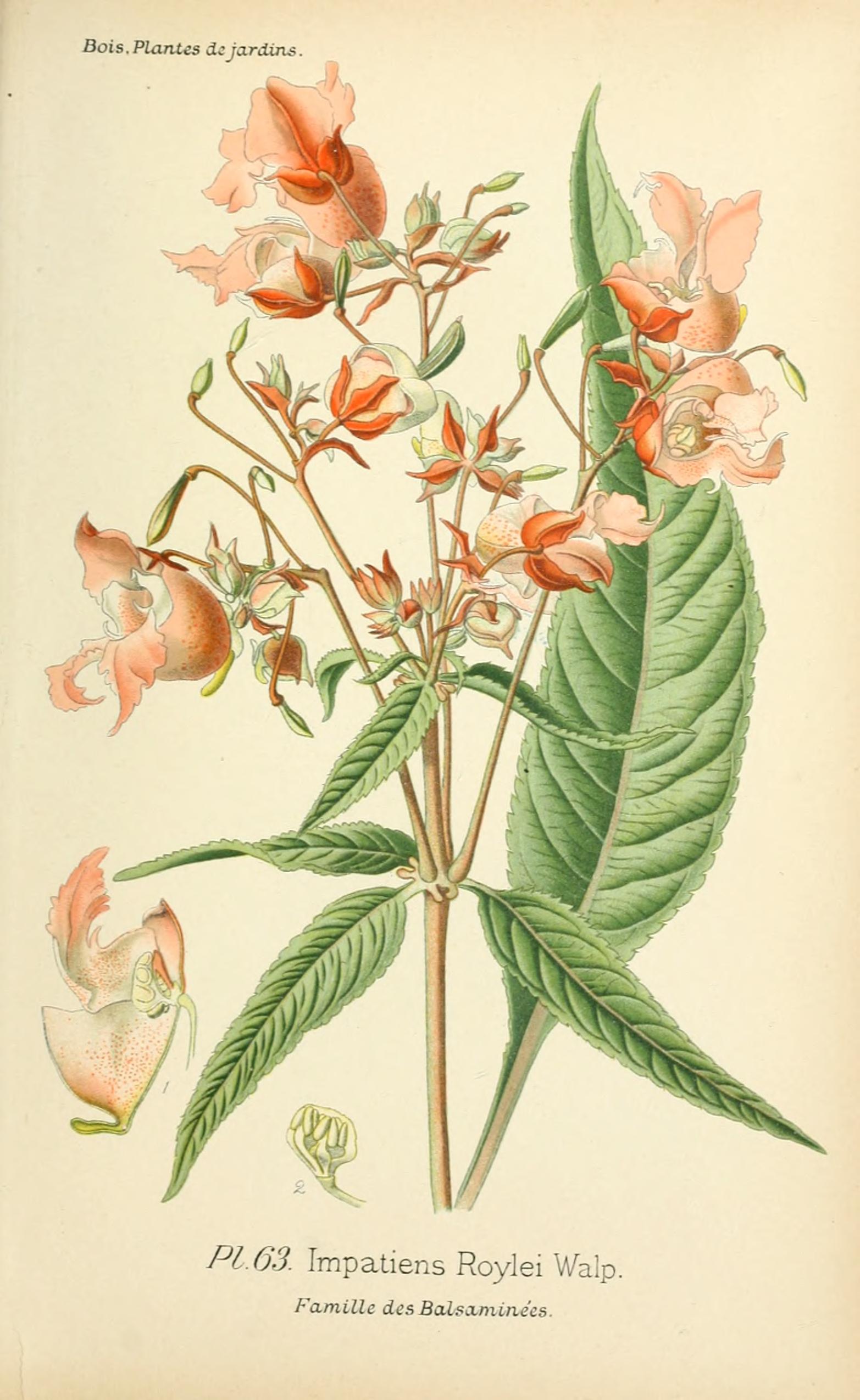 no full size  illustration available (3a)