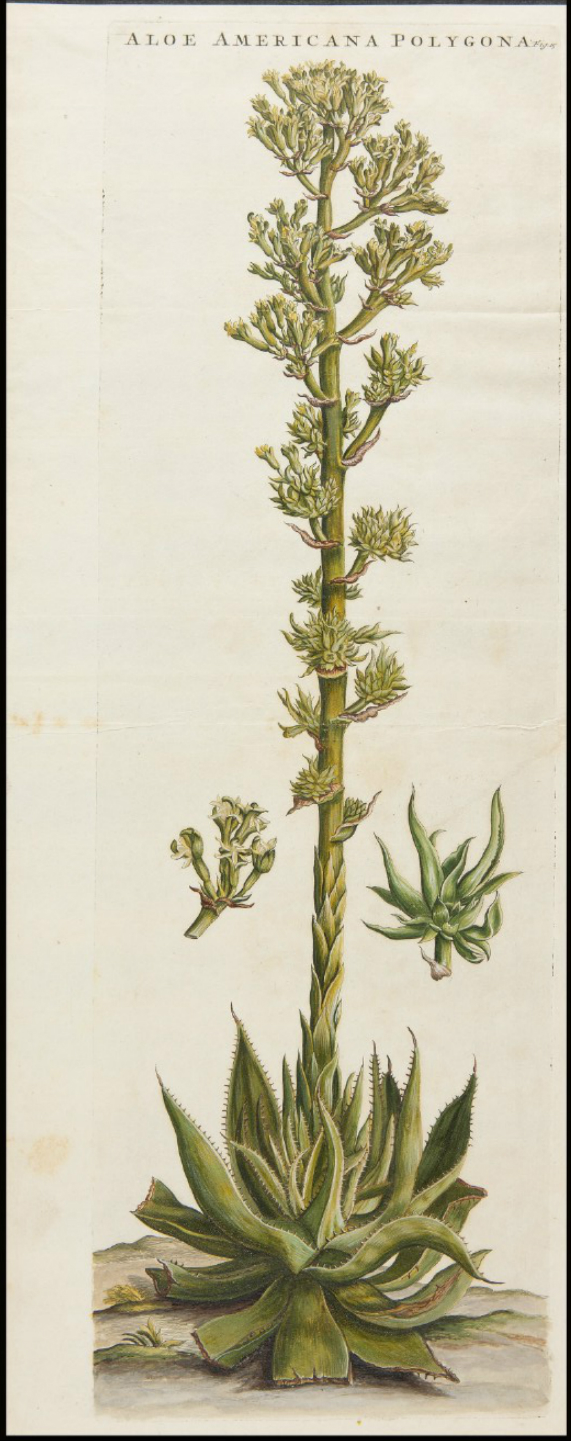 no full size  illustration available (3a)