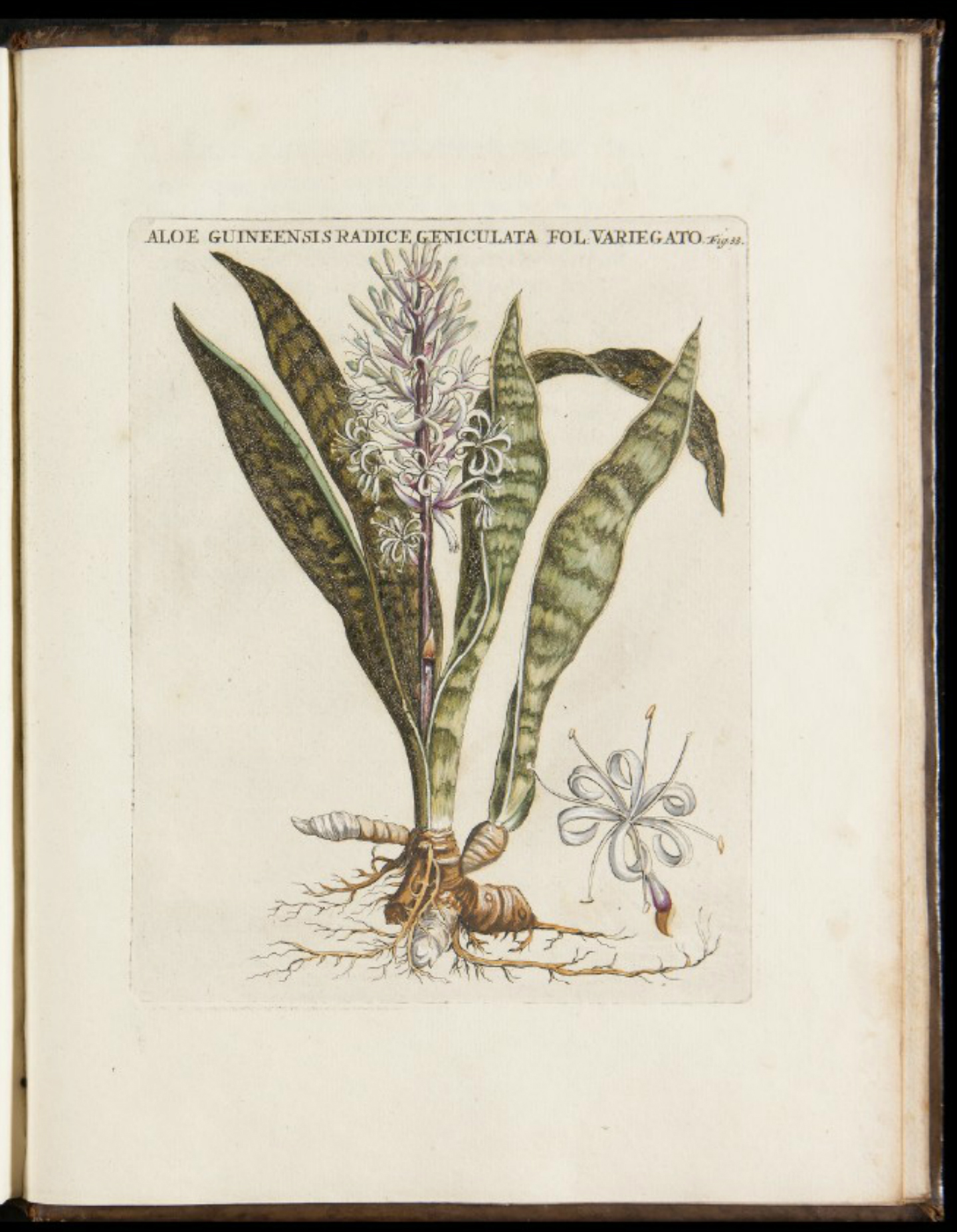 no full size  illustration available (3a)