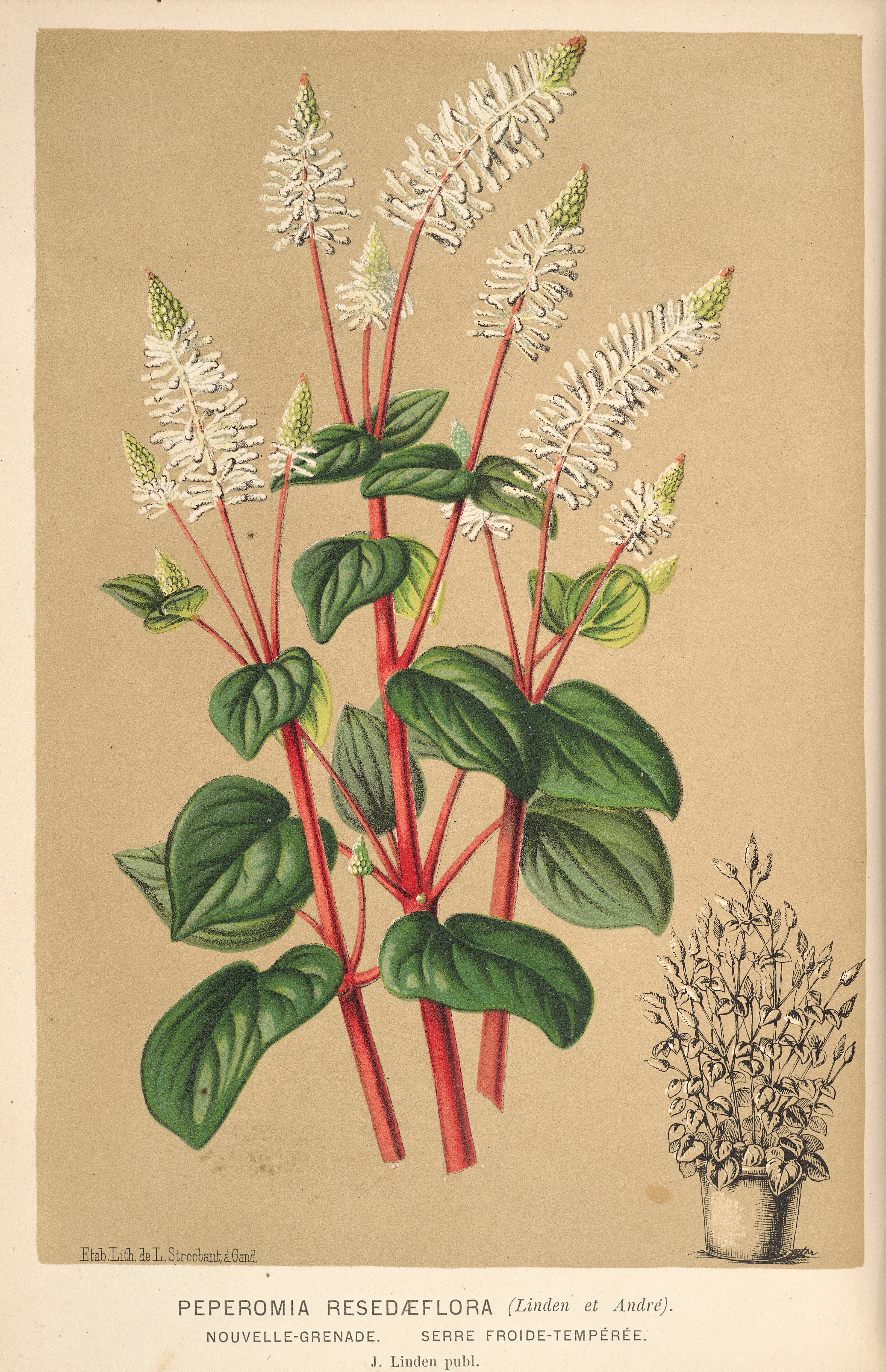 no full size  illustration available (3a)