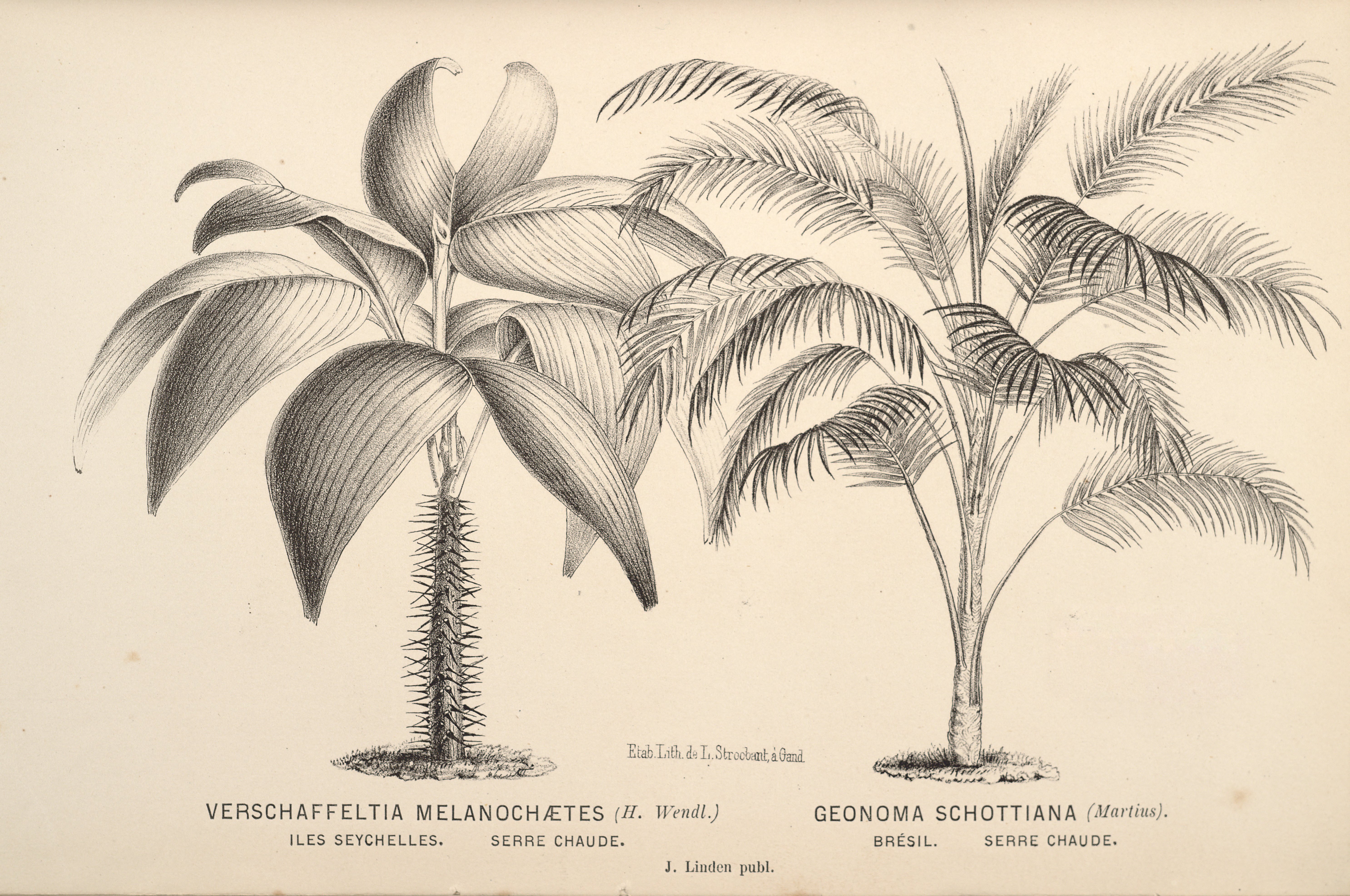 no full size  illustration available (3a)