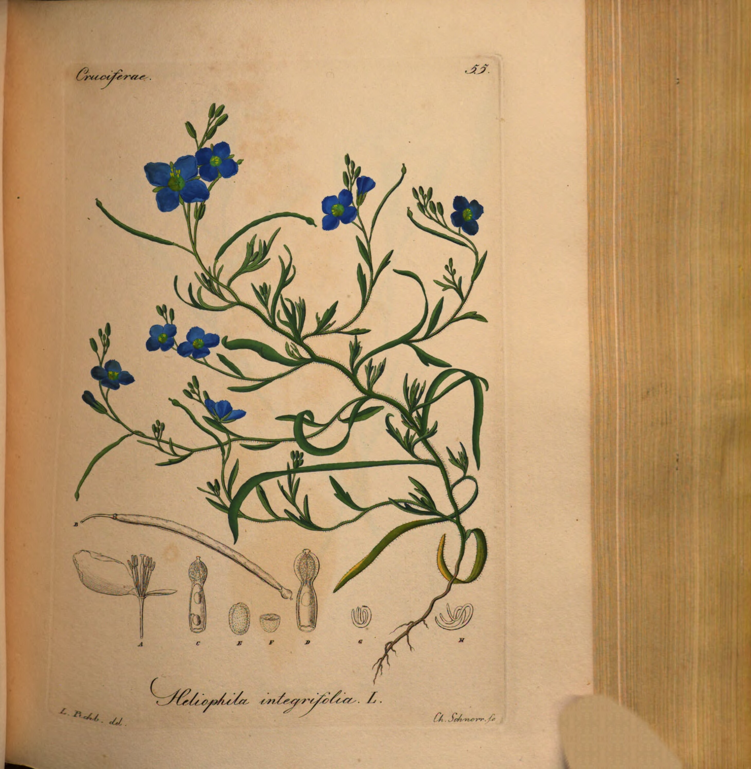 no full size  illustration available (3a)