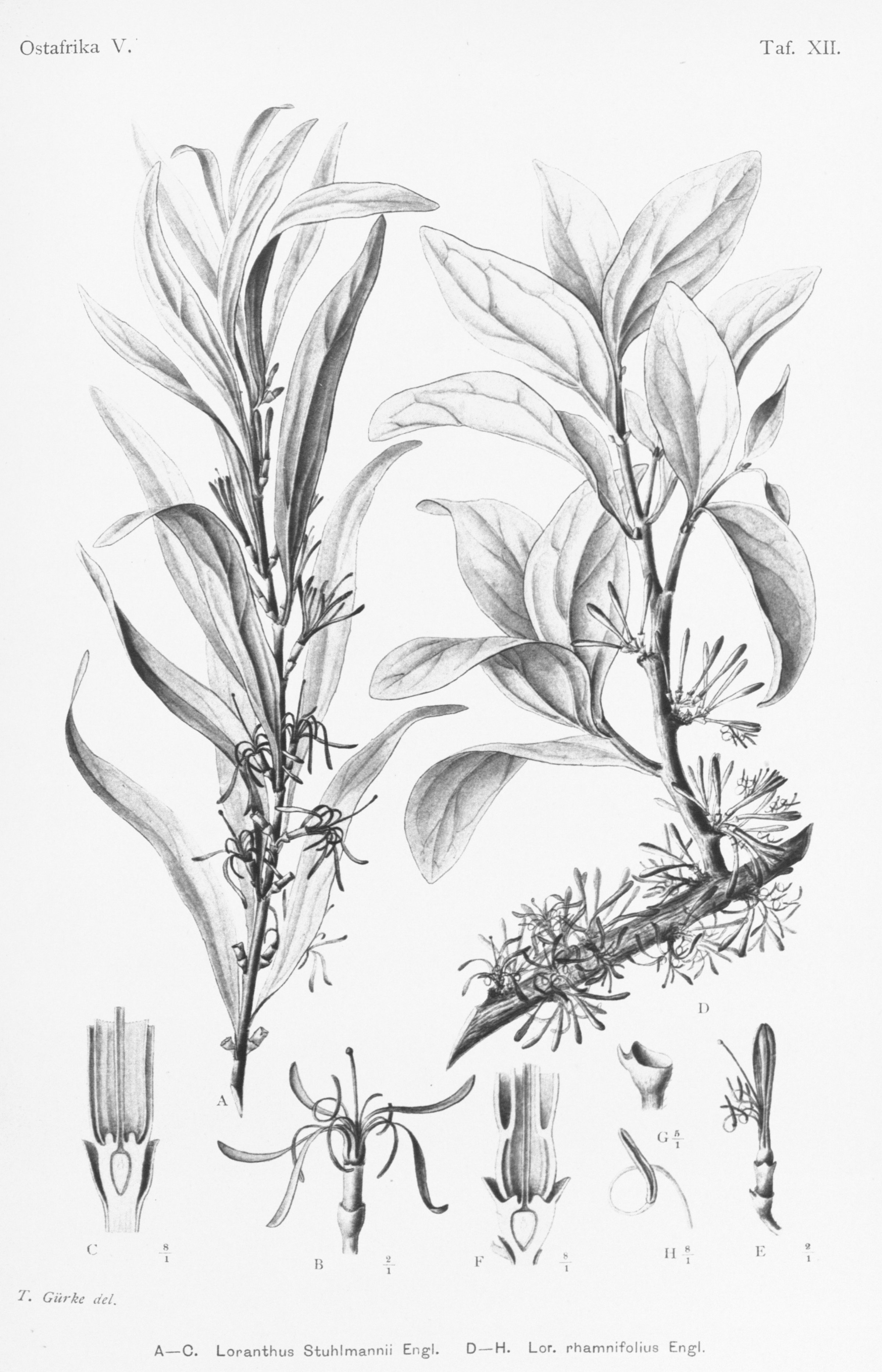 no full size  illustration available (3a)