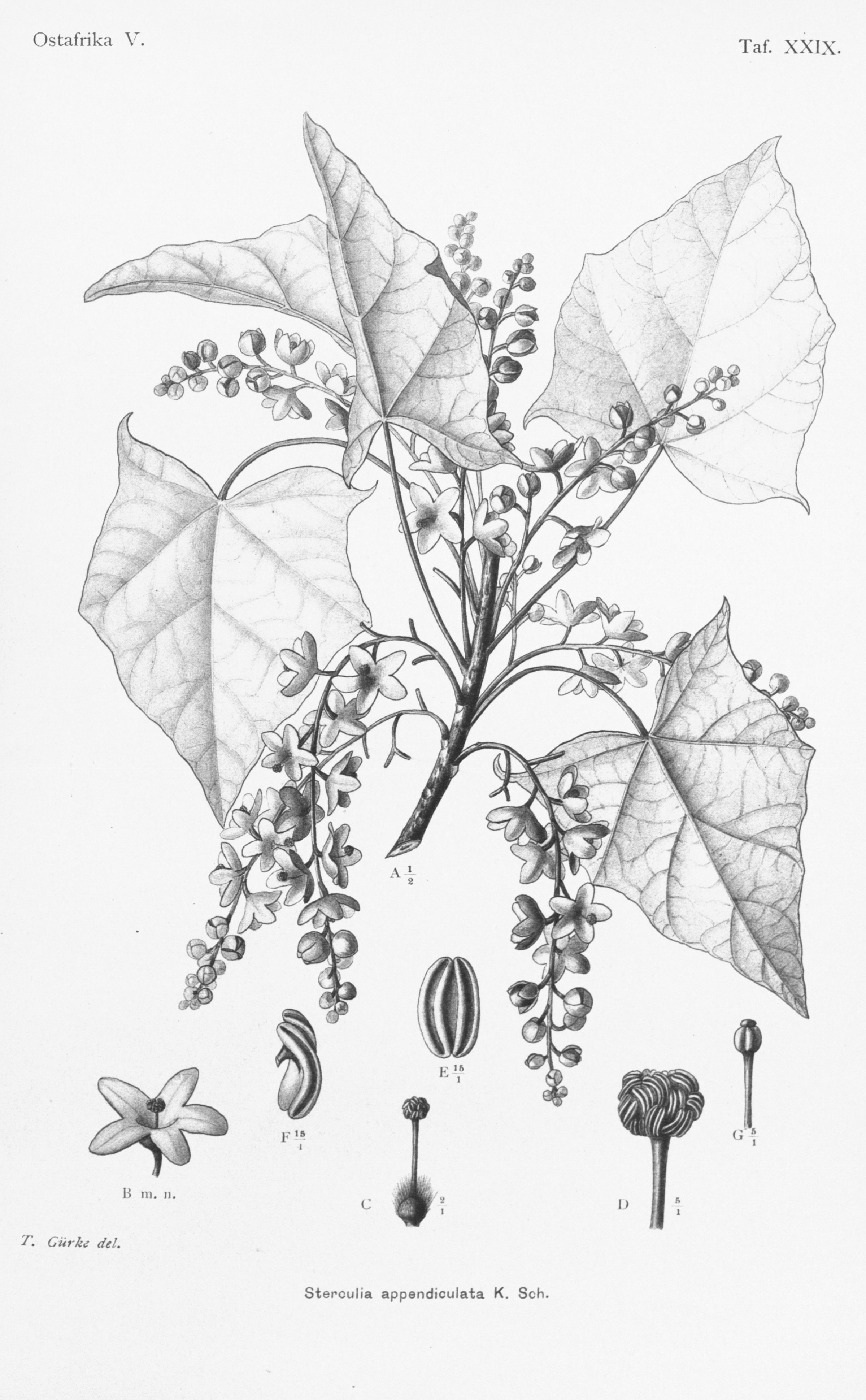 no full size  illustration available (3a)